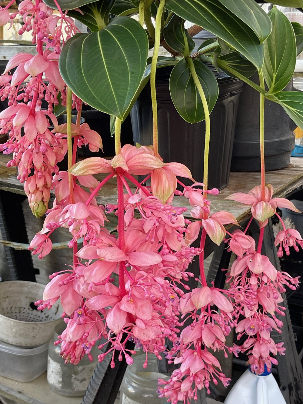 Medinilla 'Royal Glow'  Vintage Green Farms with Tom Piergrossi