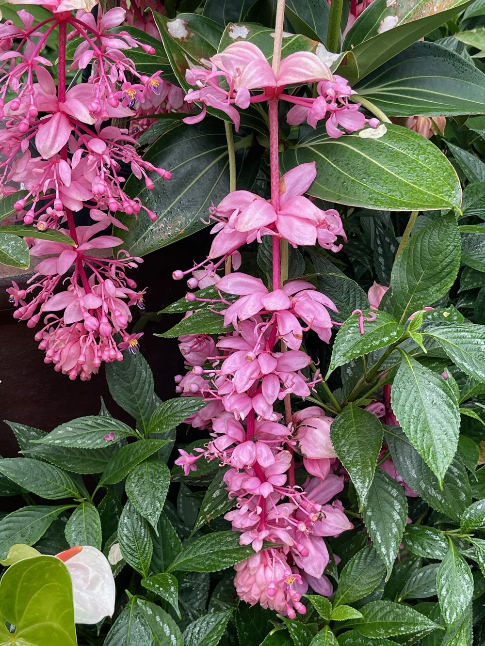 Medinilla 'Royal Glow'  Vintage Green Farms with Tom Piergrossi