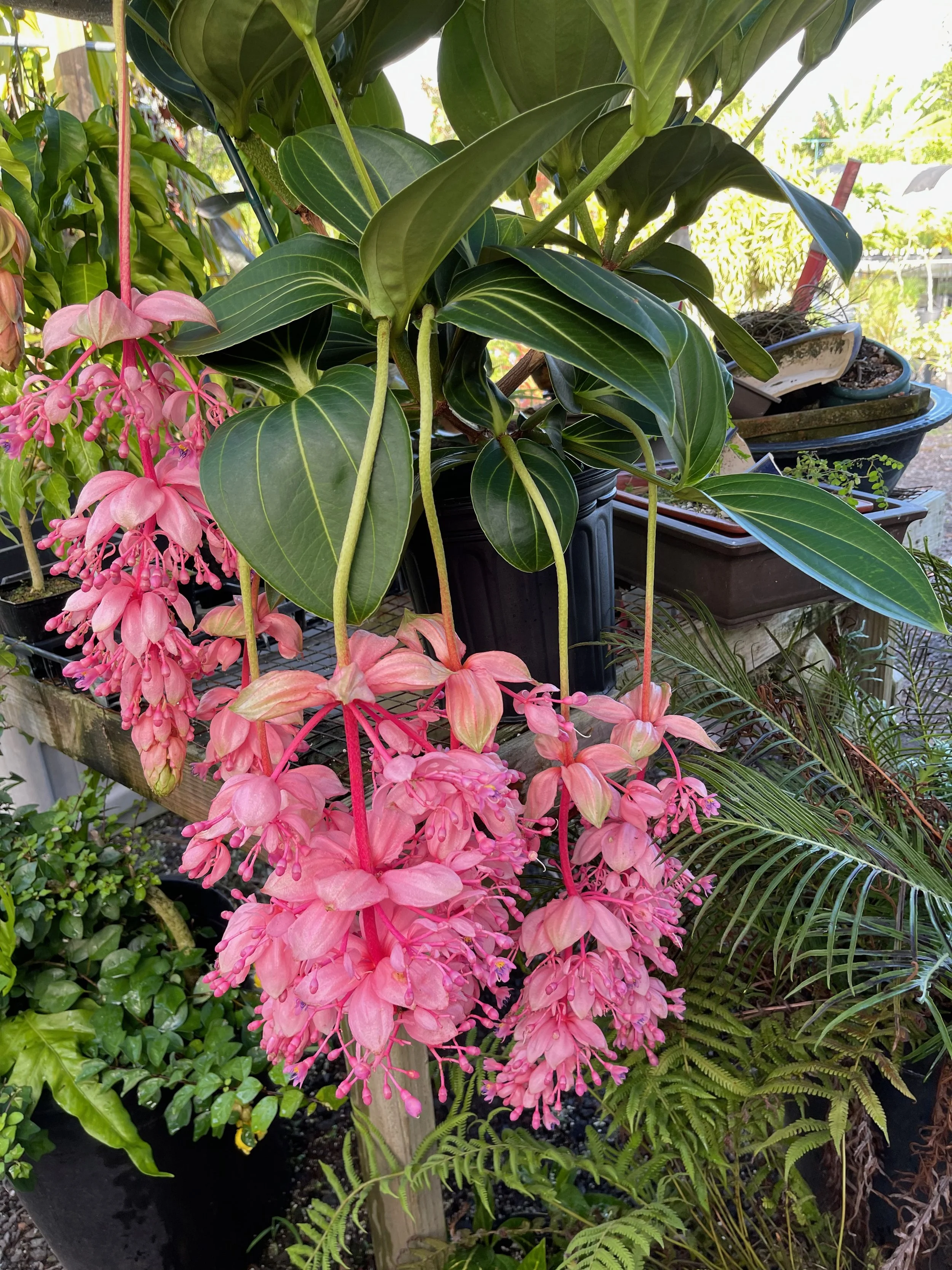 Medinilla 'Royal Glow' (3).jpeg