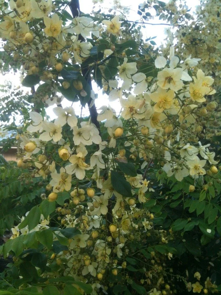 Cassia x neliae 'Queen's Hospital White'.jpeg