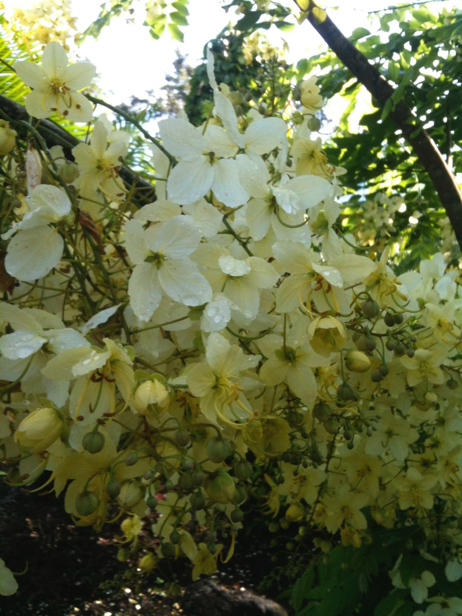 Cassia x neliae 'Queen's Hospital White' (2).jpeg