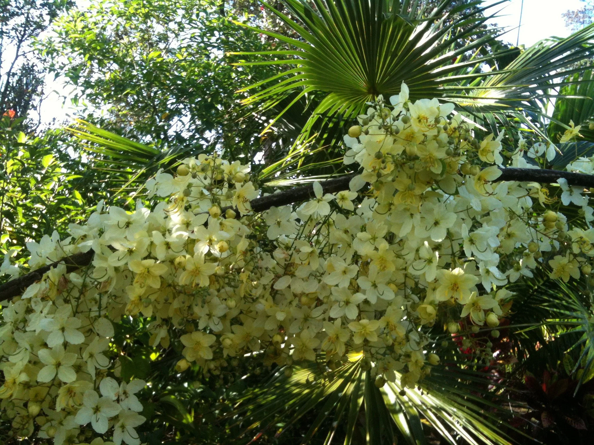 Cassia x neliae 'Queen's Hospital White' (1).jpeg