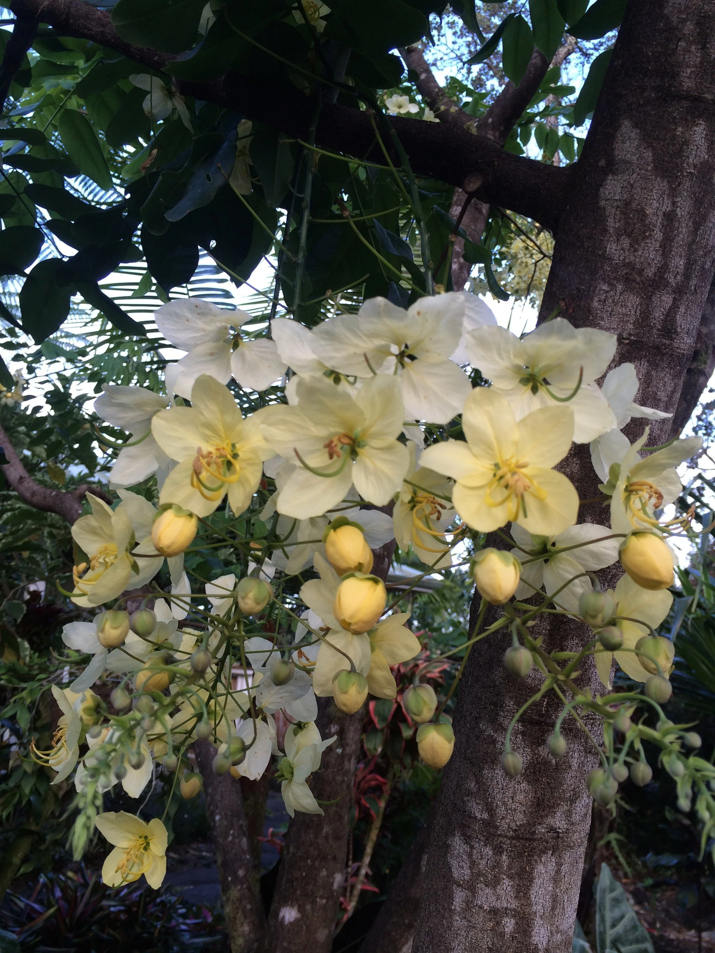 Cassia x neliae 'Queen's Hospital White' (3).jpeg