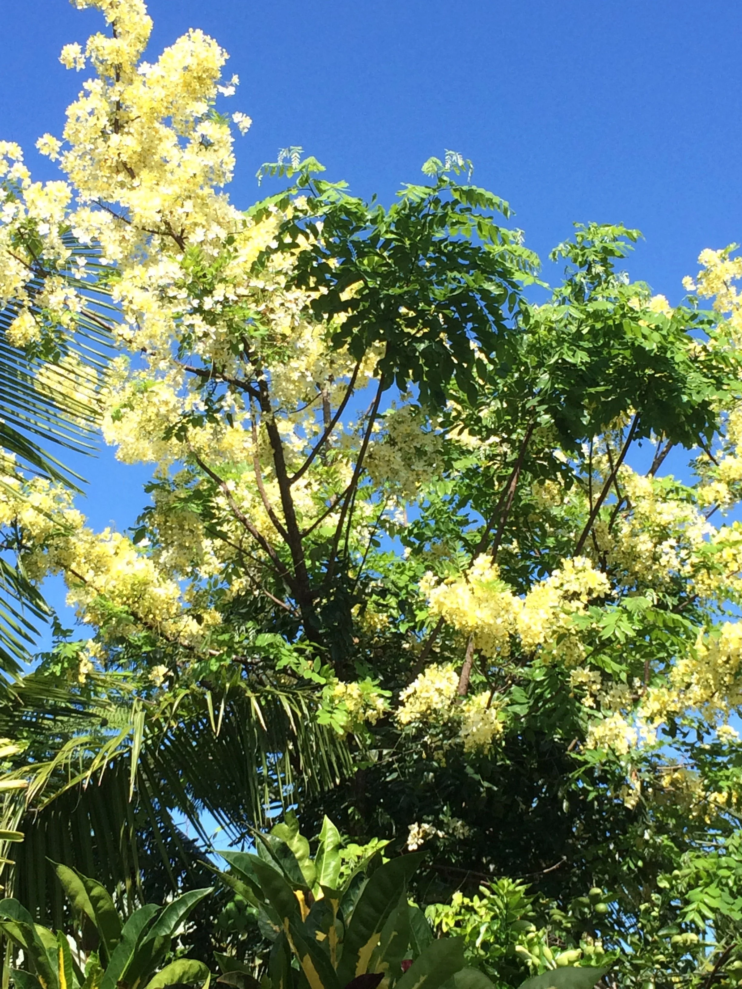 Cassia x neliae 'Queen's Hospital White' (4).jpeg