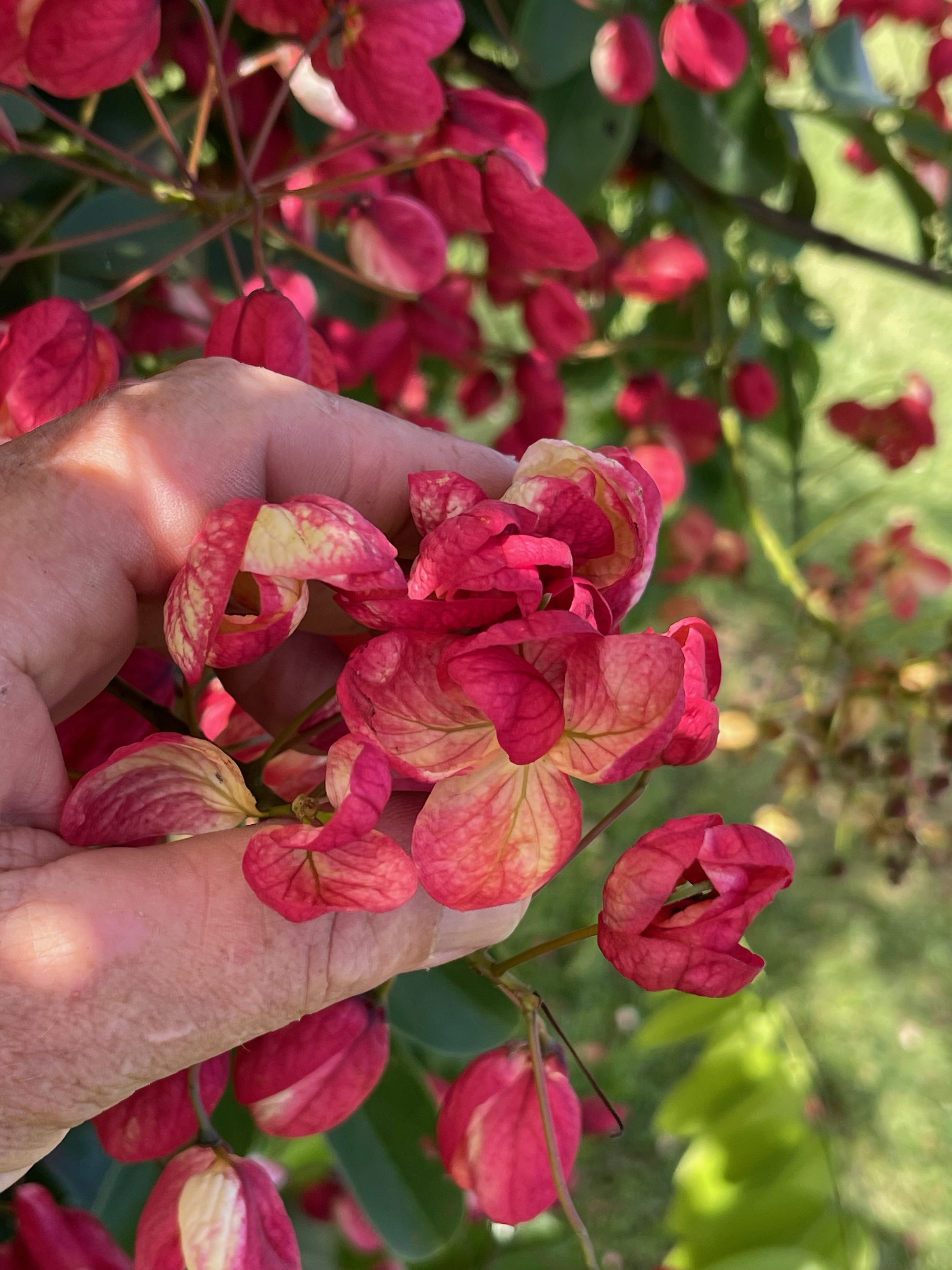 Cassia fistula x javanica x grandis (5).jpeg