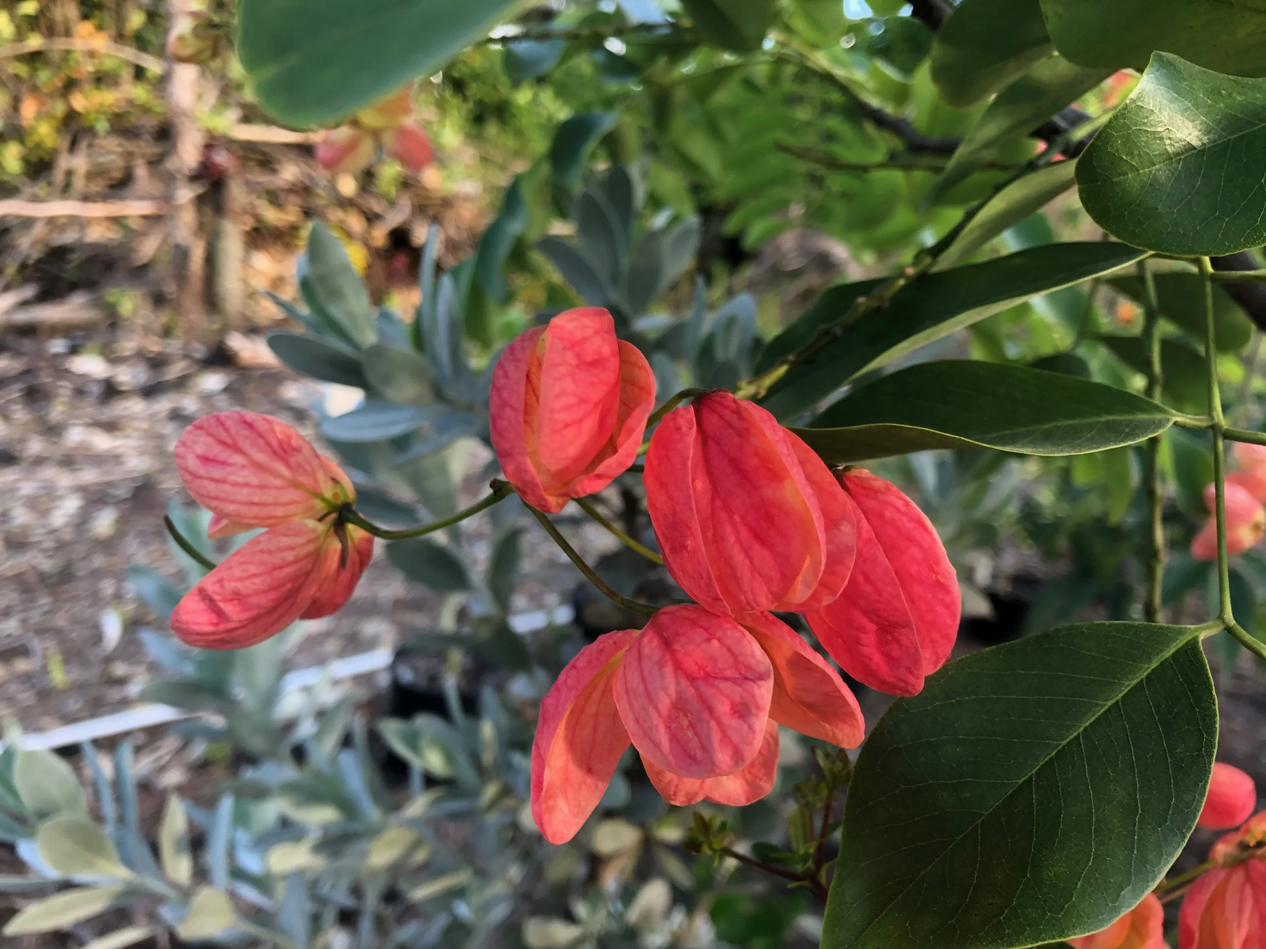 Cassia fistula x javanica x grandis (2).jpeg