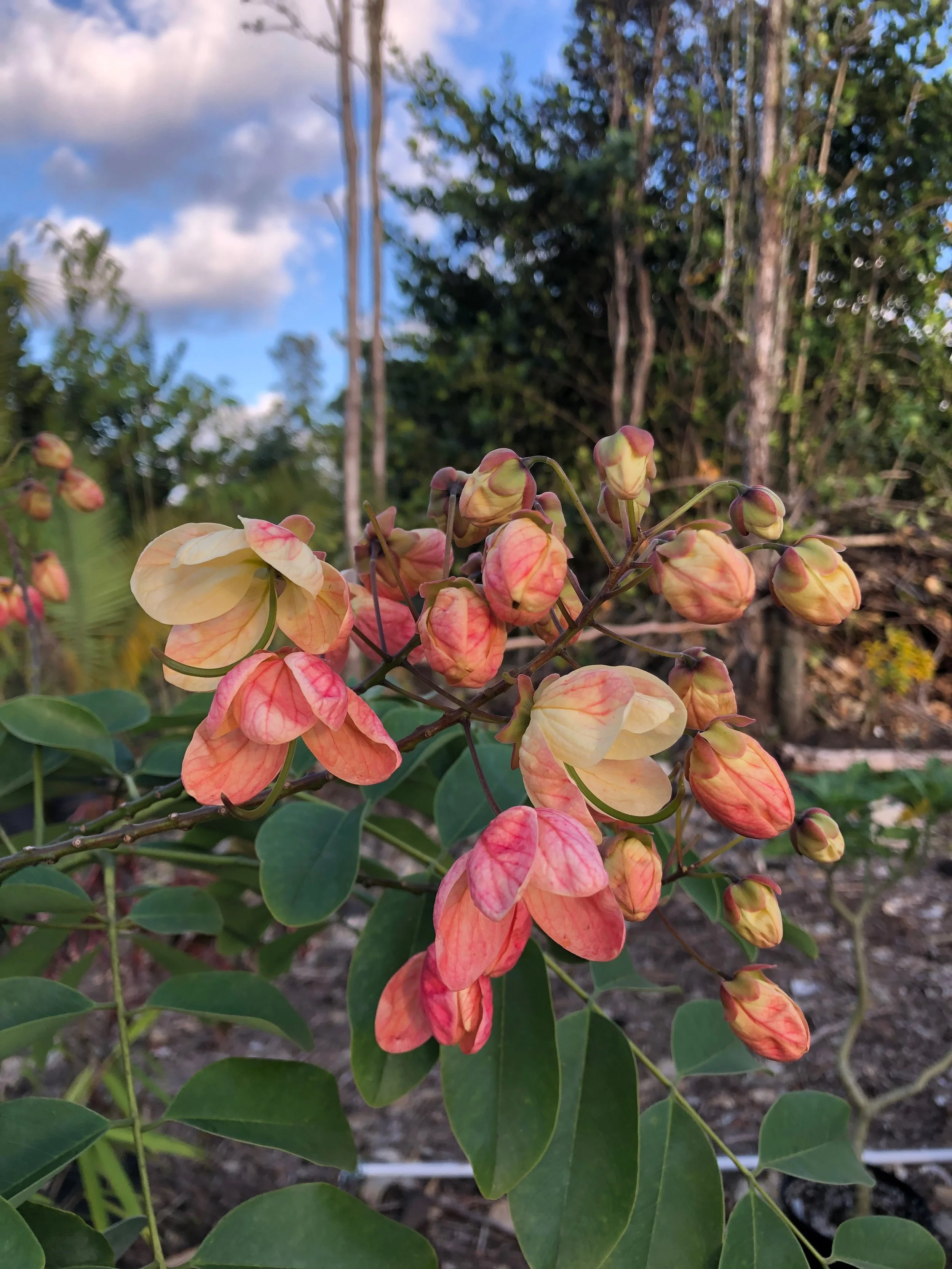 Cassia fistula x javanica x grandis.jpeg