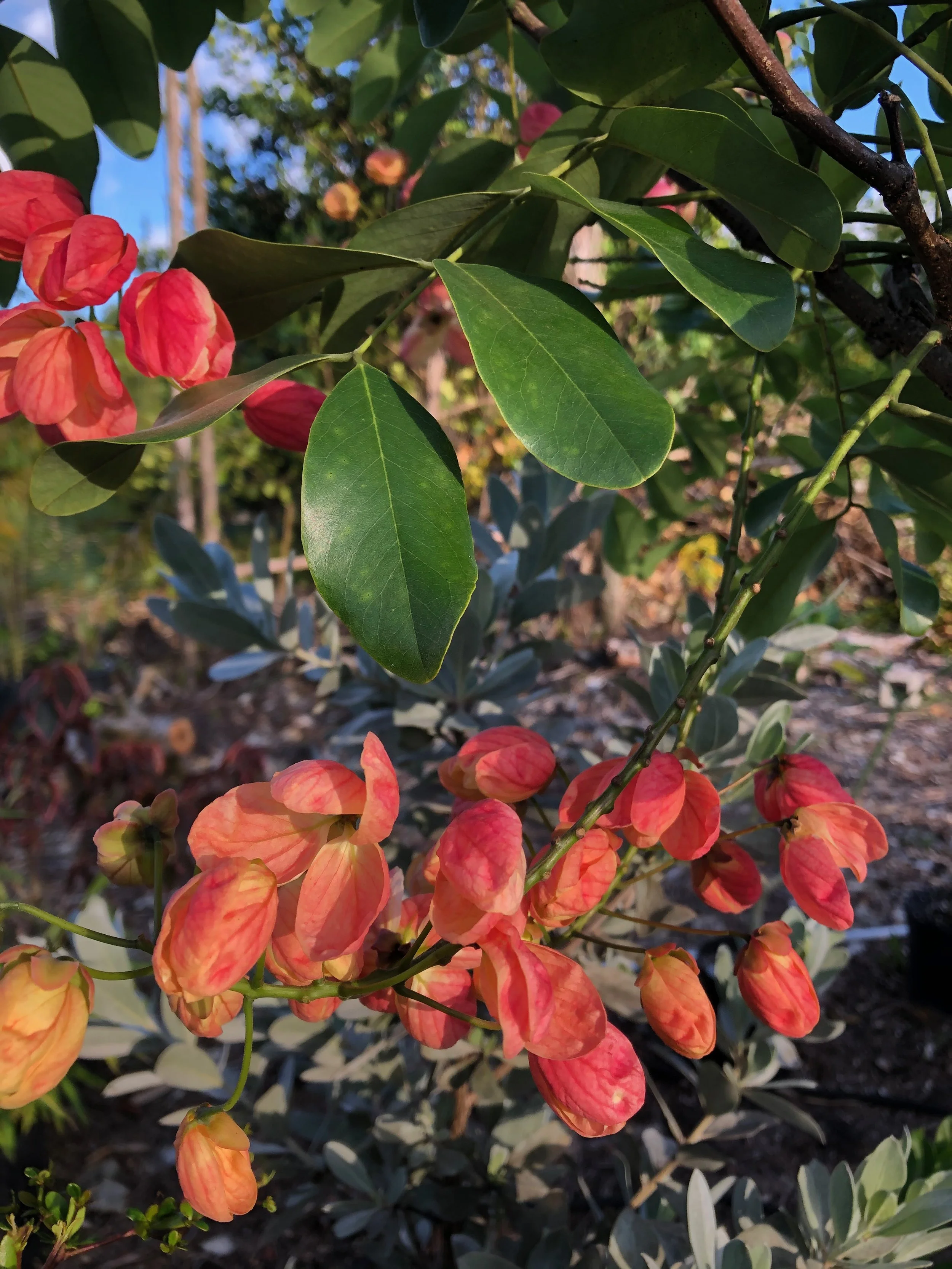 Cassia fistula x javanica x grandis (3).jpeg