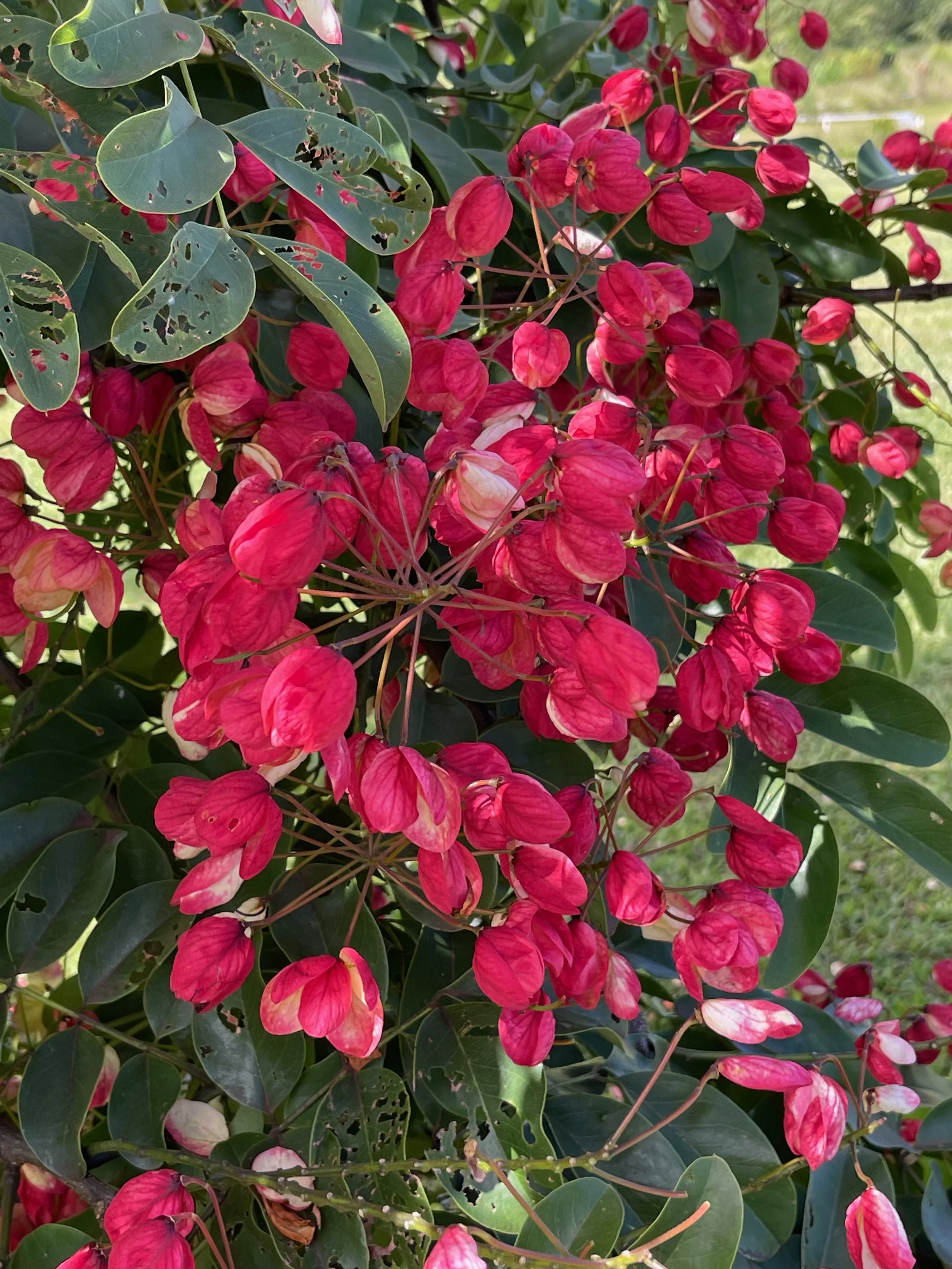 Cassia fistula x javanica x grandis (4).jpeg