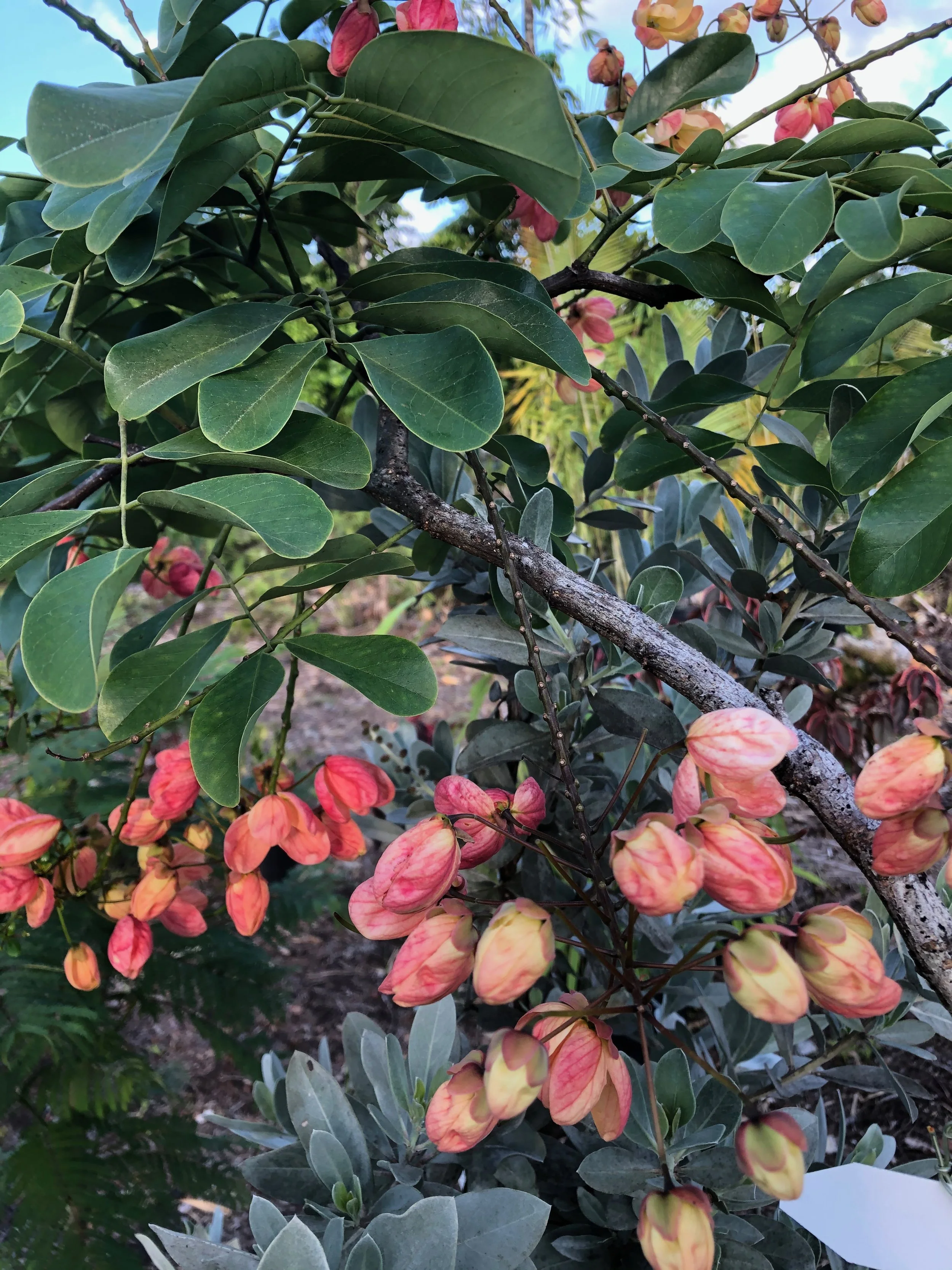 Cassia fistula x javanica x grandis (1).jpeg