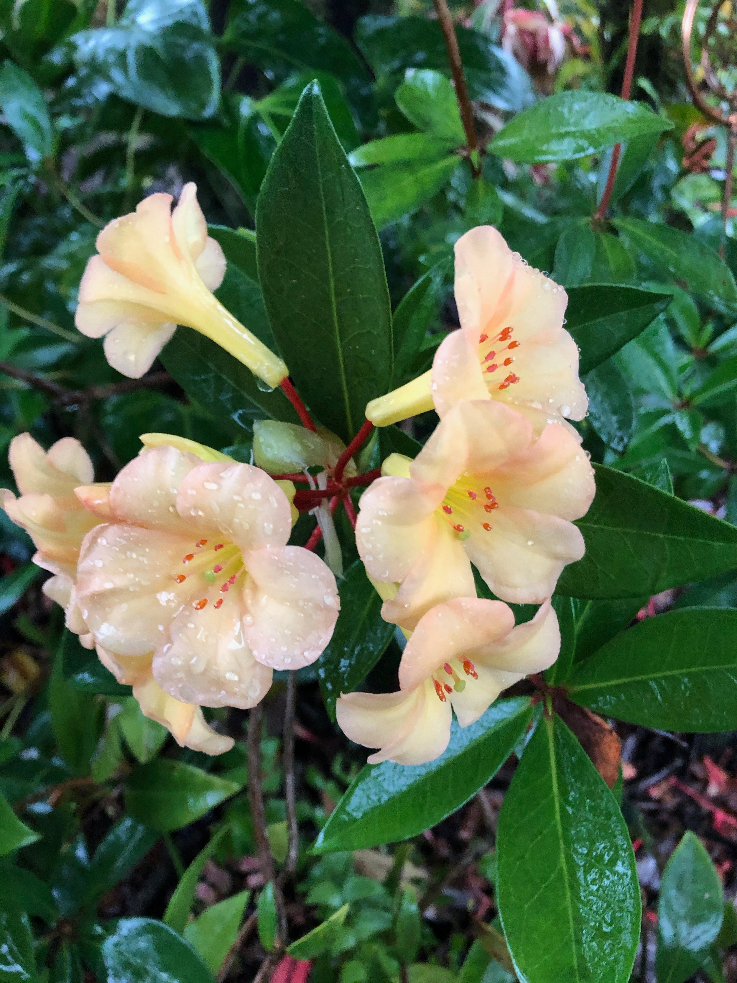 Rhododendron vireya 'Just Peachy'.jpeg