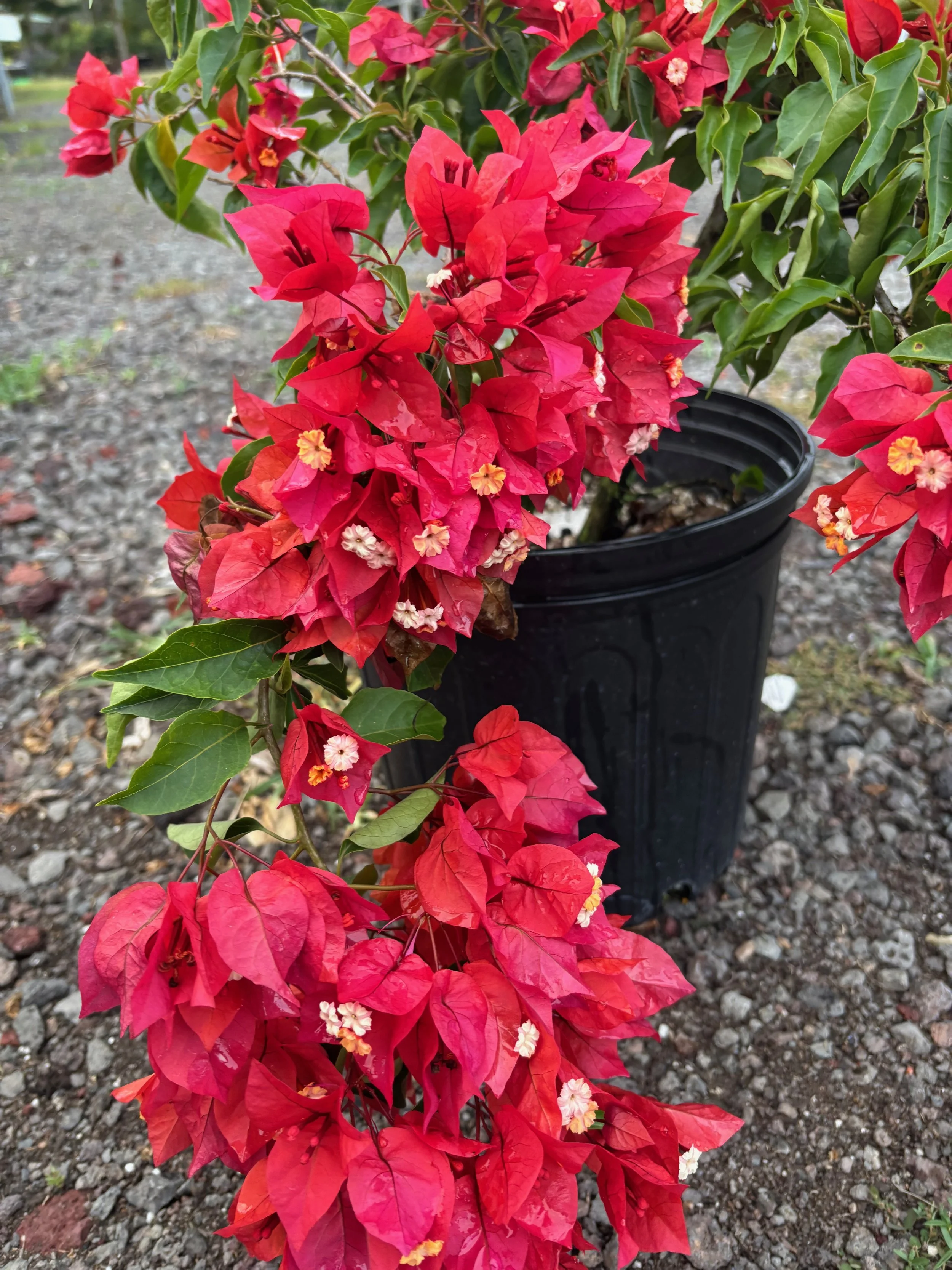 Bougainvillea (Brick Red) (1).jpeg
