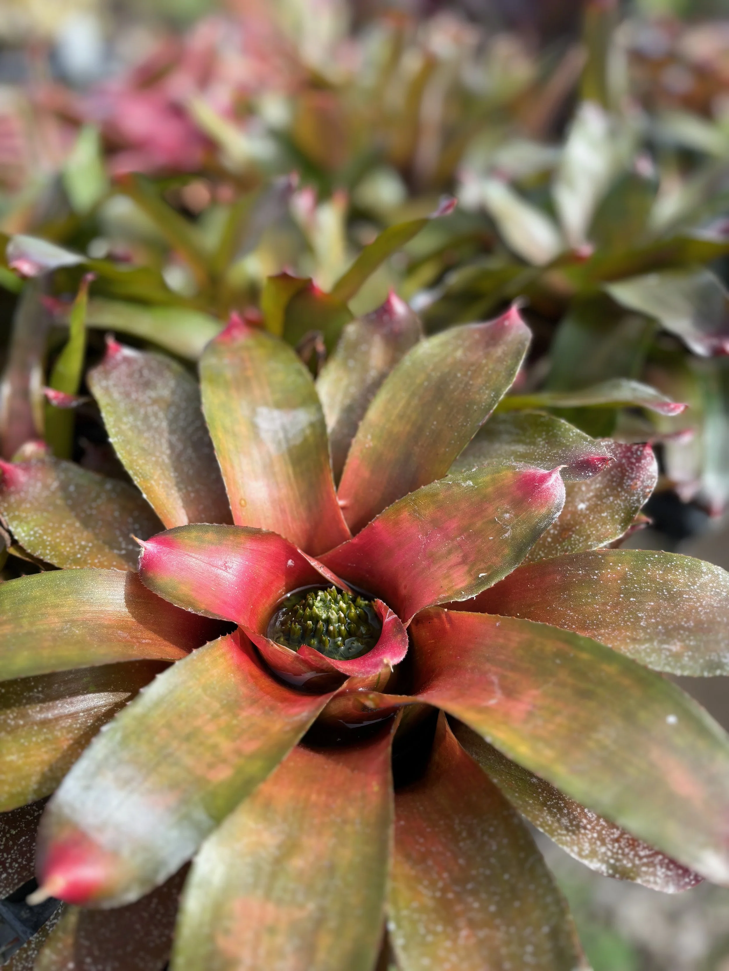 Neoregelia 'Alpine Rose' (2).jpeg