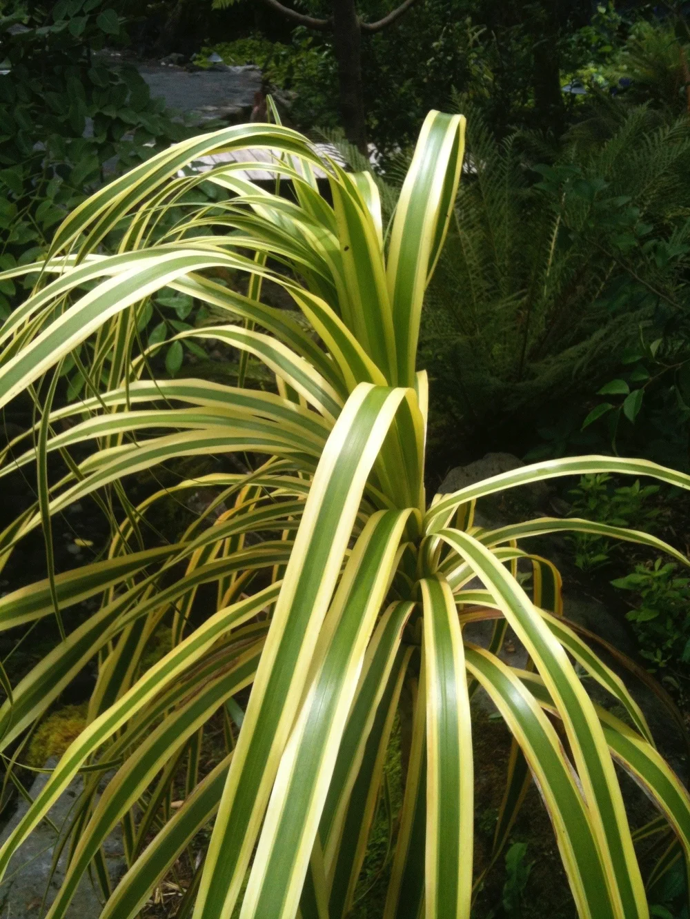 prayer plants Maranta Red Prayer Plant  Bold, Beautiful, and Interactive