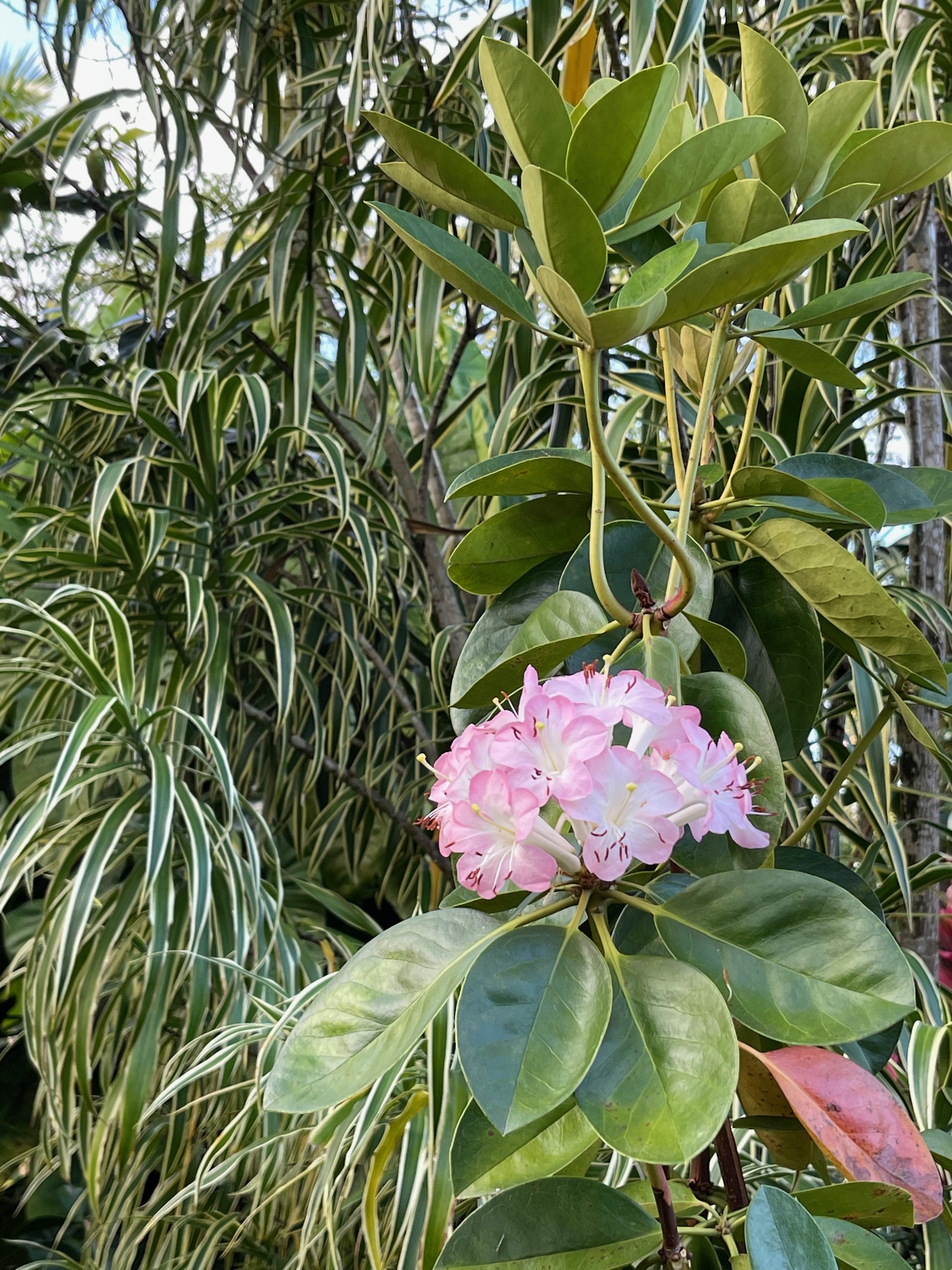 Rhododendron vireya (11) small lt pink (1).jpeg