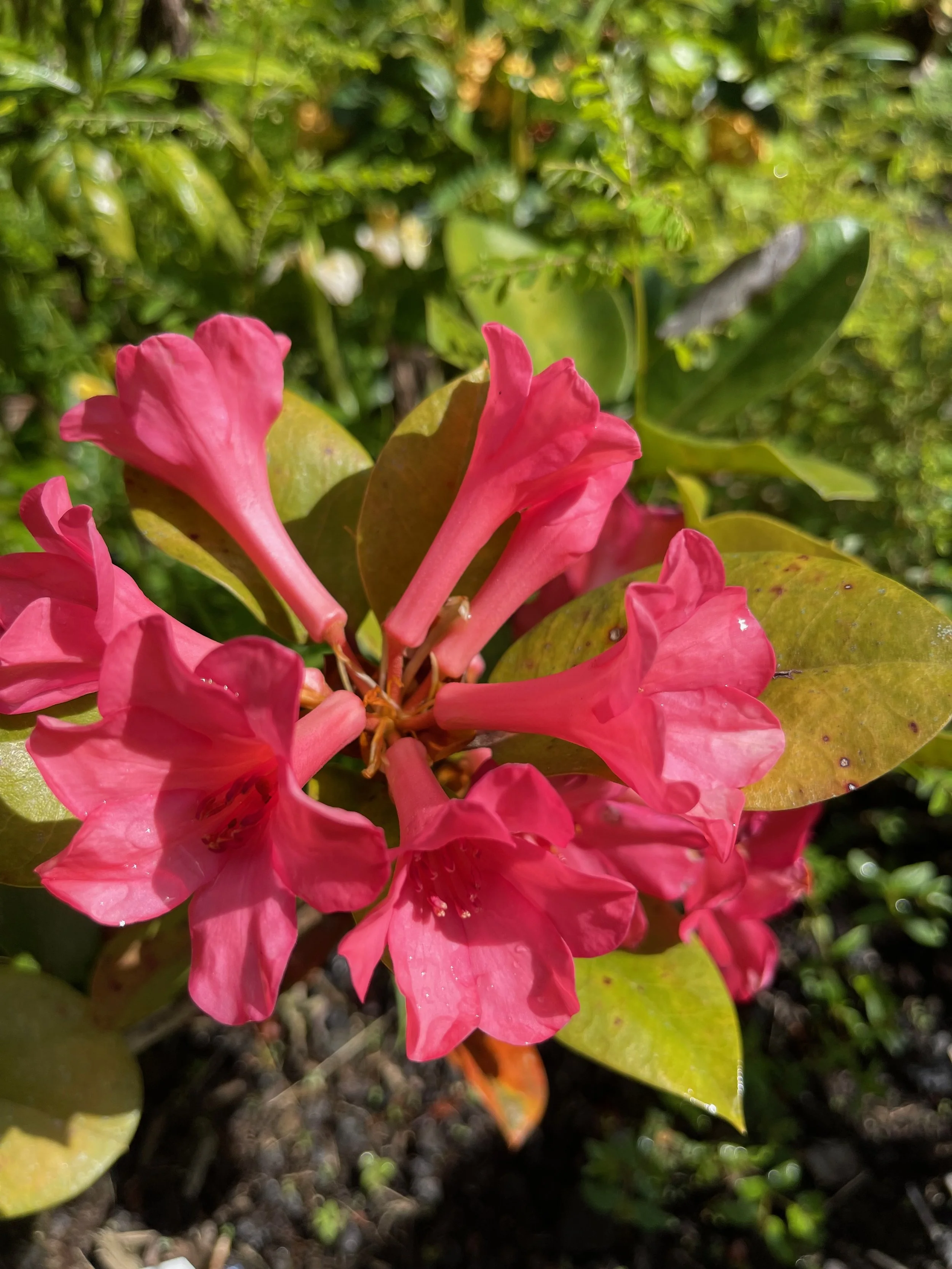 Rhododendron vireya 'Great Scentsation' (1).jpeg