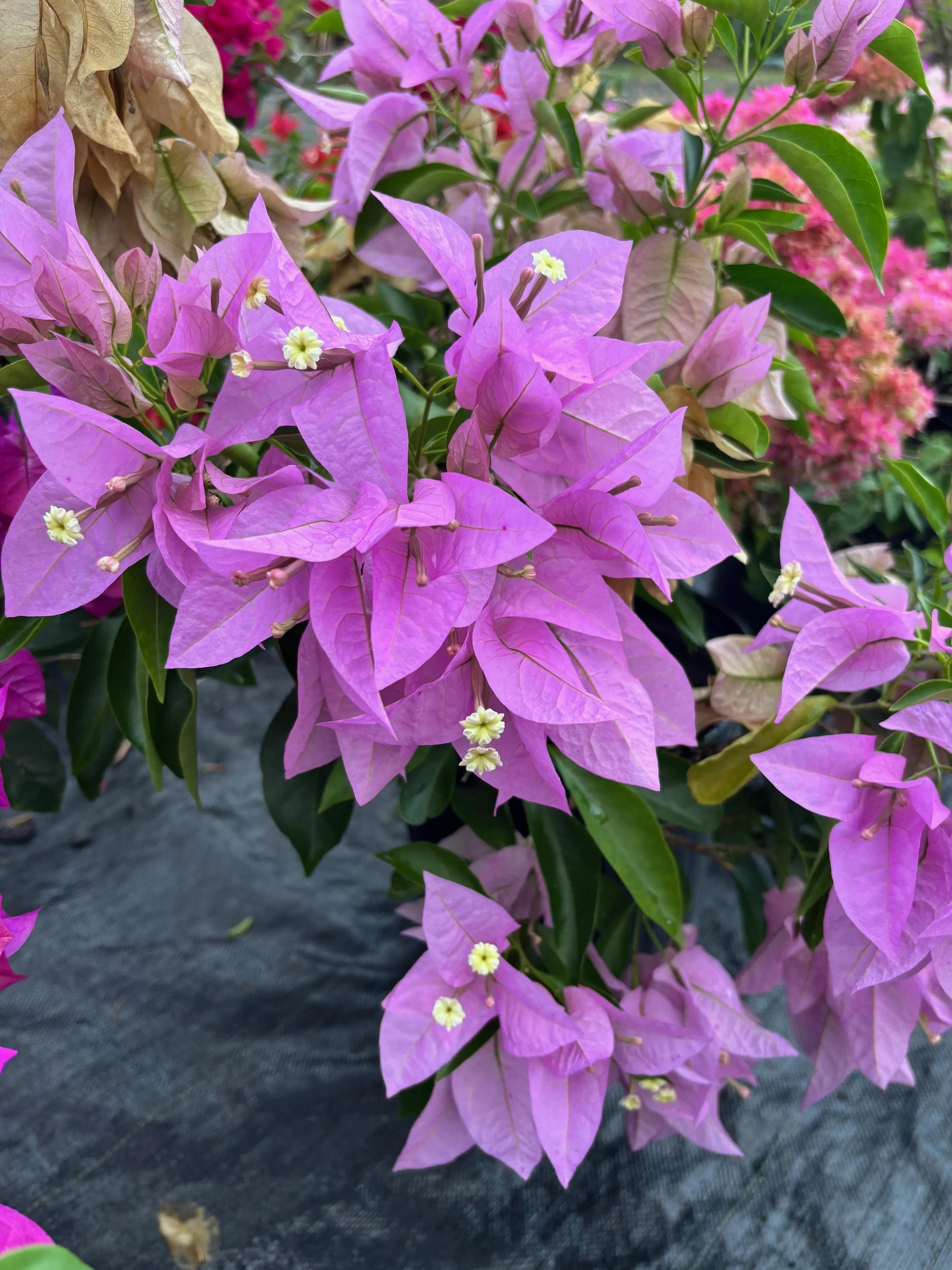 Bougainvillea (Thai) 'Silhouette'.jpeg