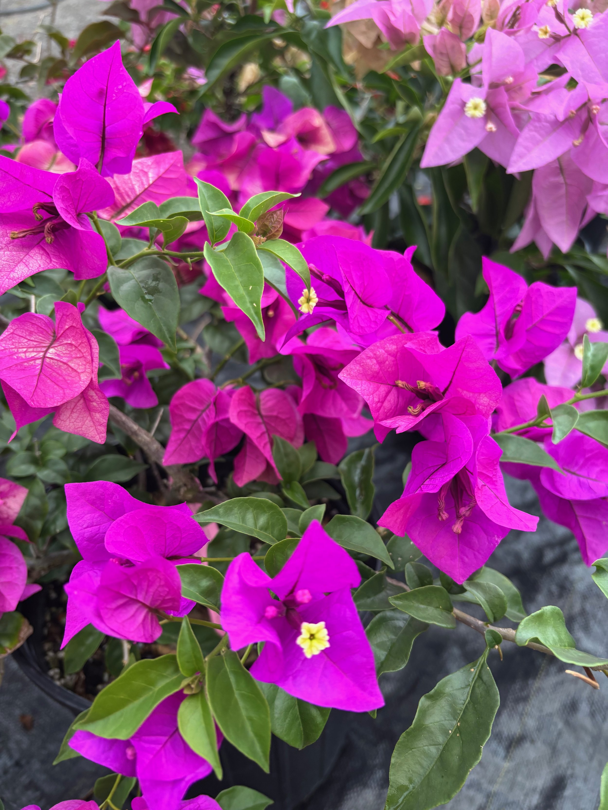 Bougainvillea 'Elizabeth Angus' (Dark Purple) (1).jpeg