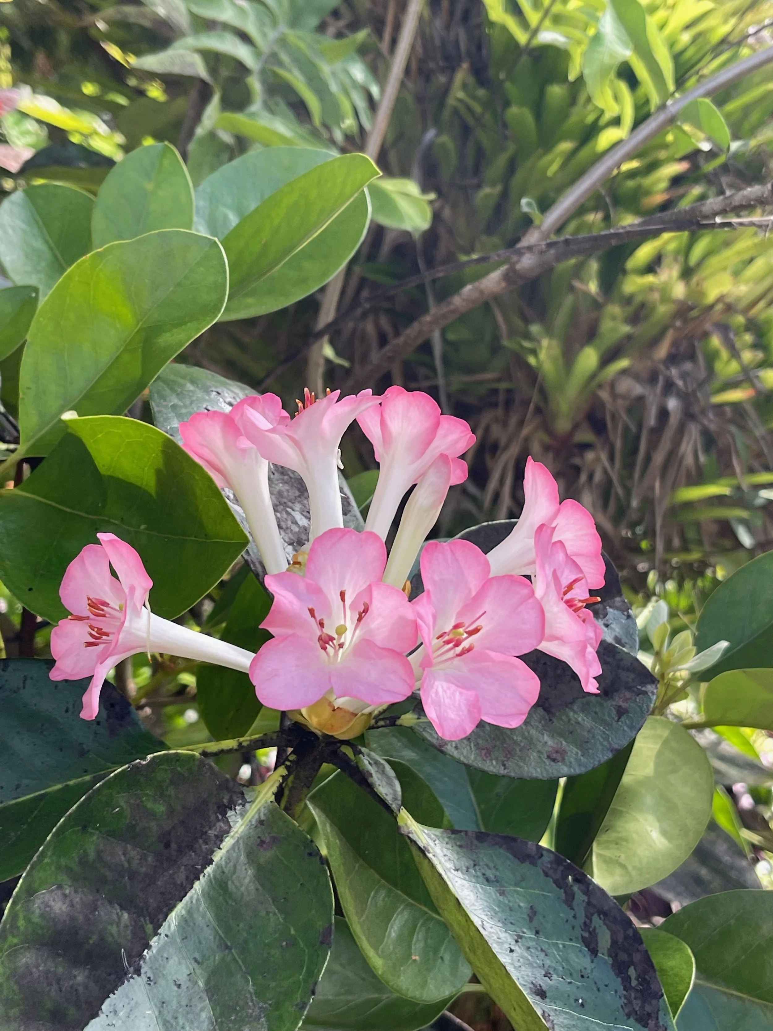 Rhododendron vireya (11) small lt pink (3).jpeg