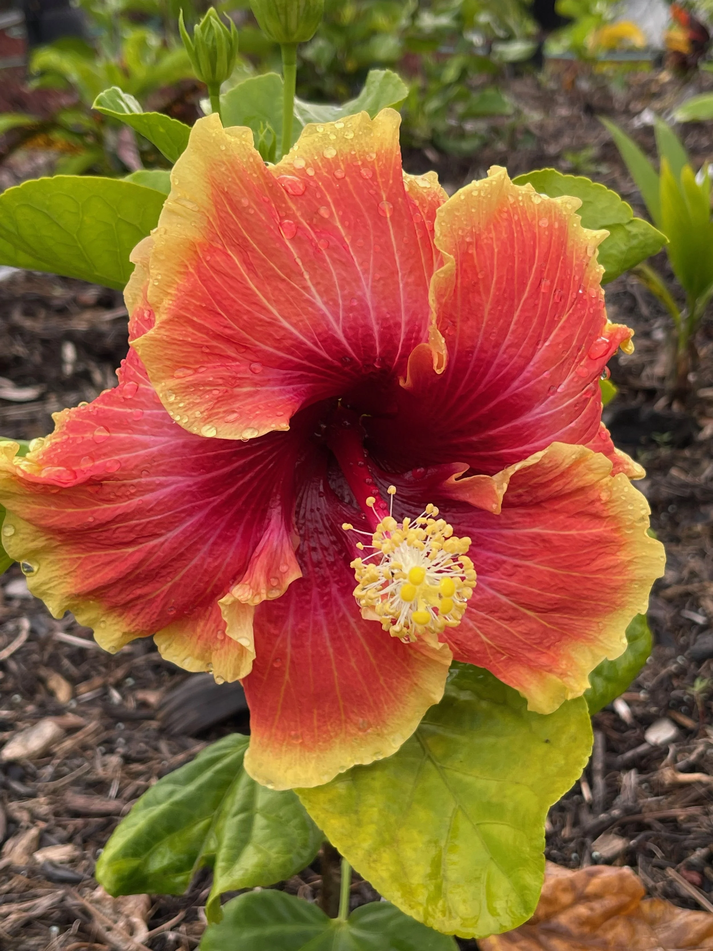 Hibiscus rosa-sinensis 'Don Quijote'.jpeg