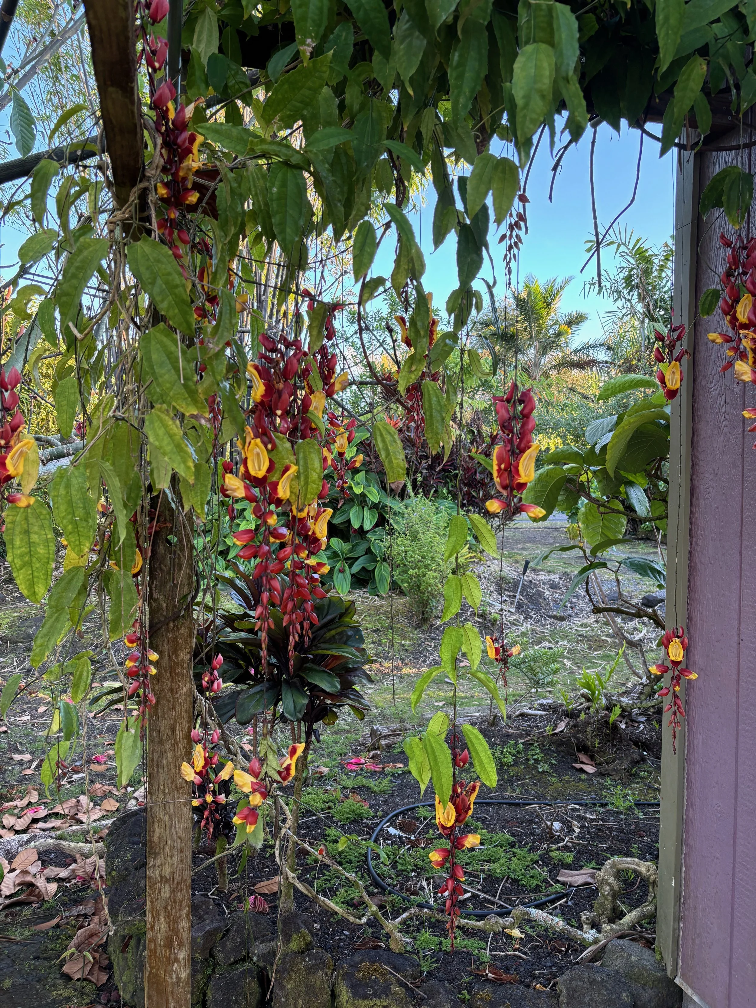 Thunbergia mysorensis.jpeg