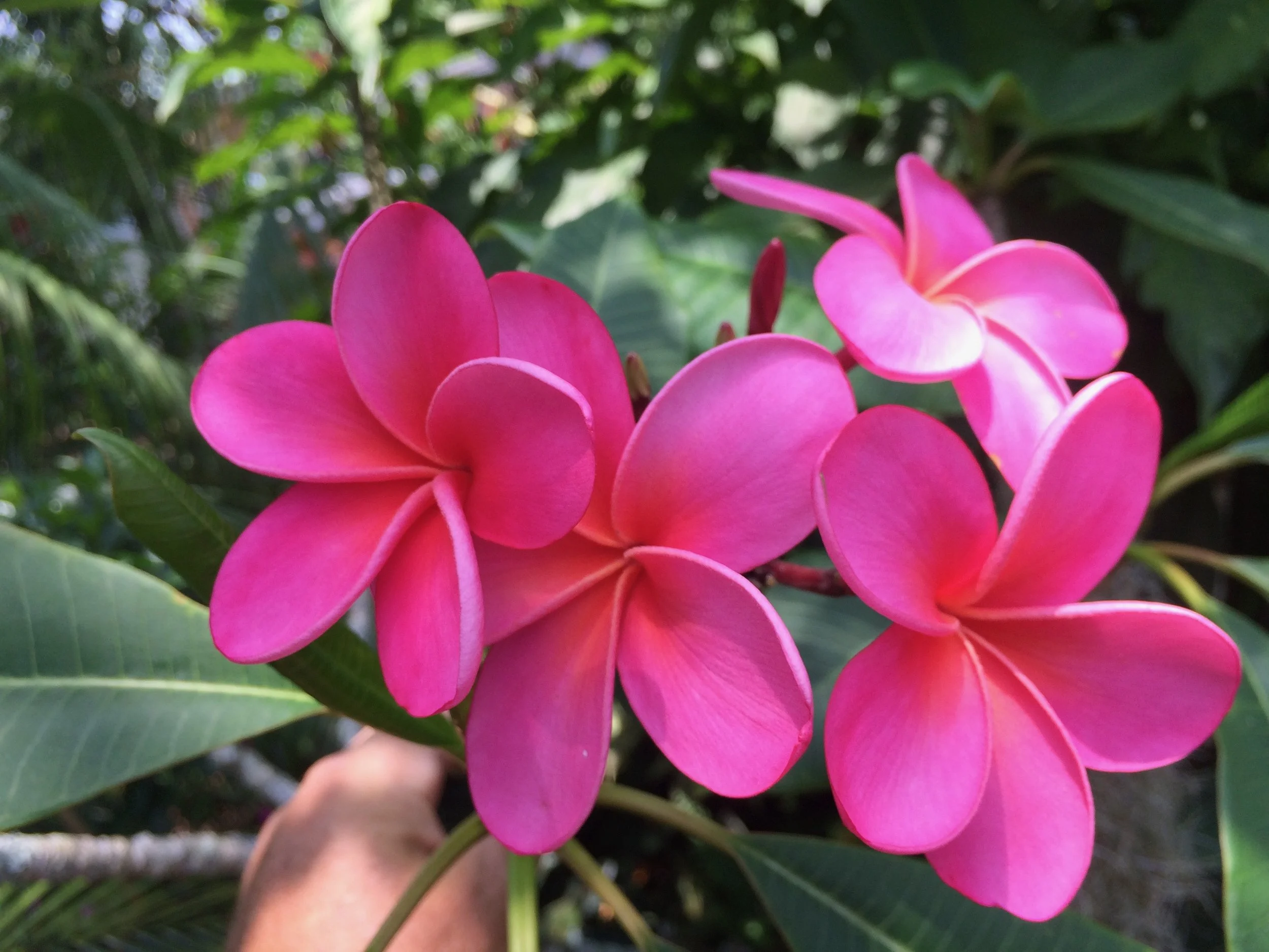 Plumeria rubra 'Laguna Pink' (1).jpeg
