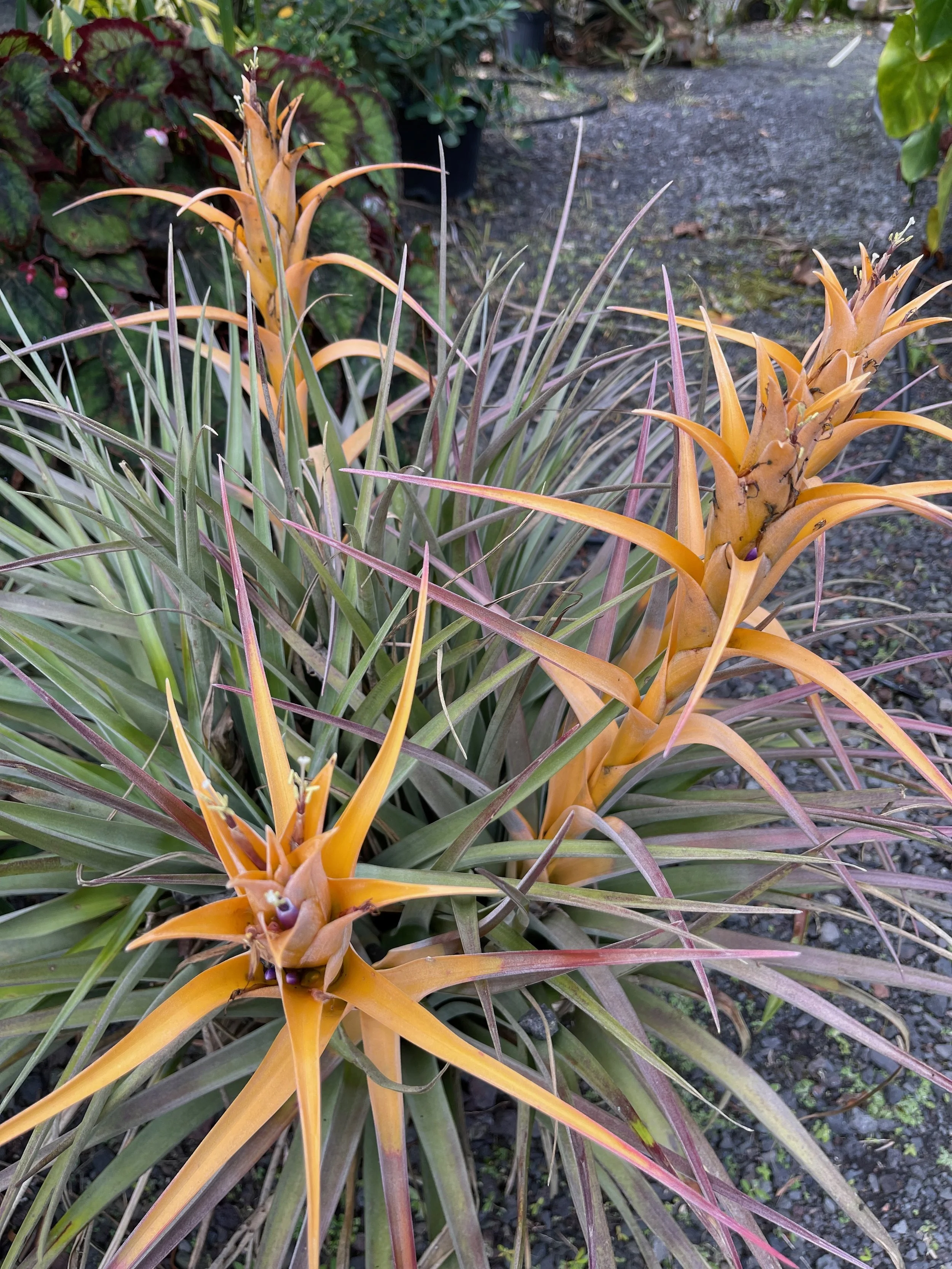 Tillandsia capitata (yellow form) (2).jpeg