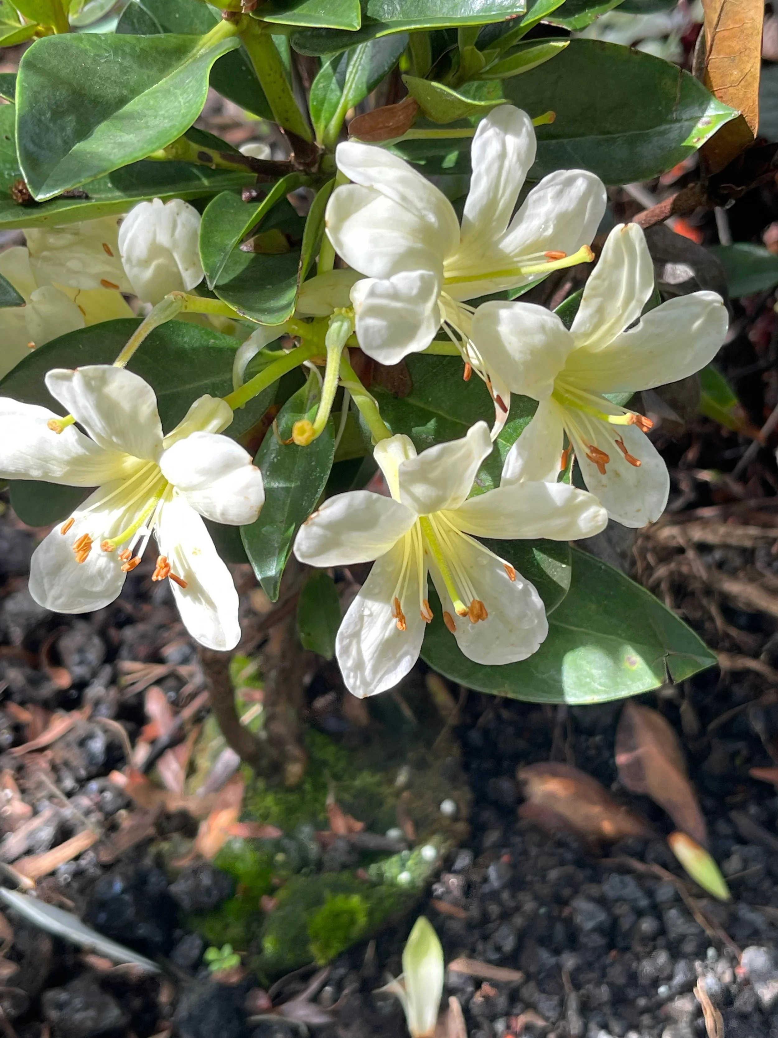 Rhododendron vireya 'Moyle's Marvel'.jpeg
