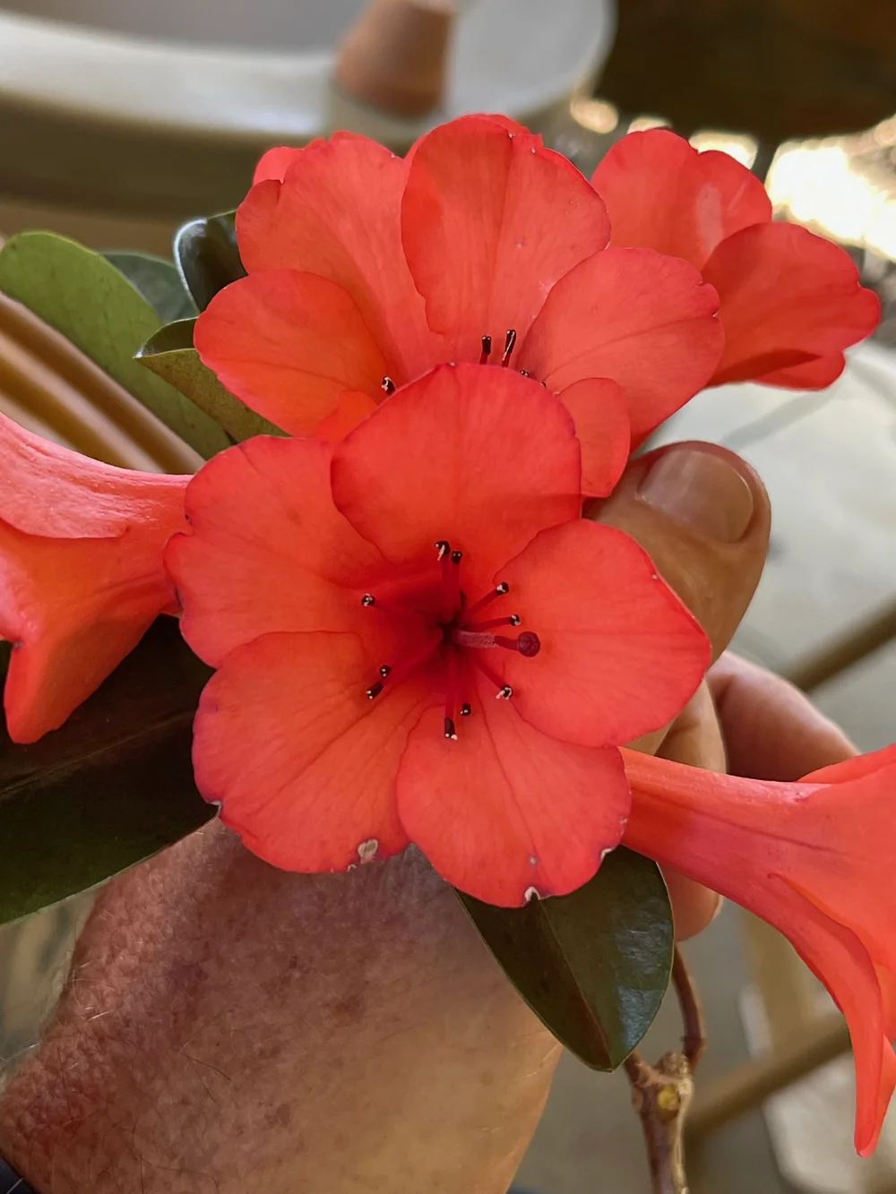 Rhododendron vireya  Vintage Green Farms with Tom Piergrossi