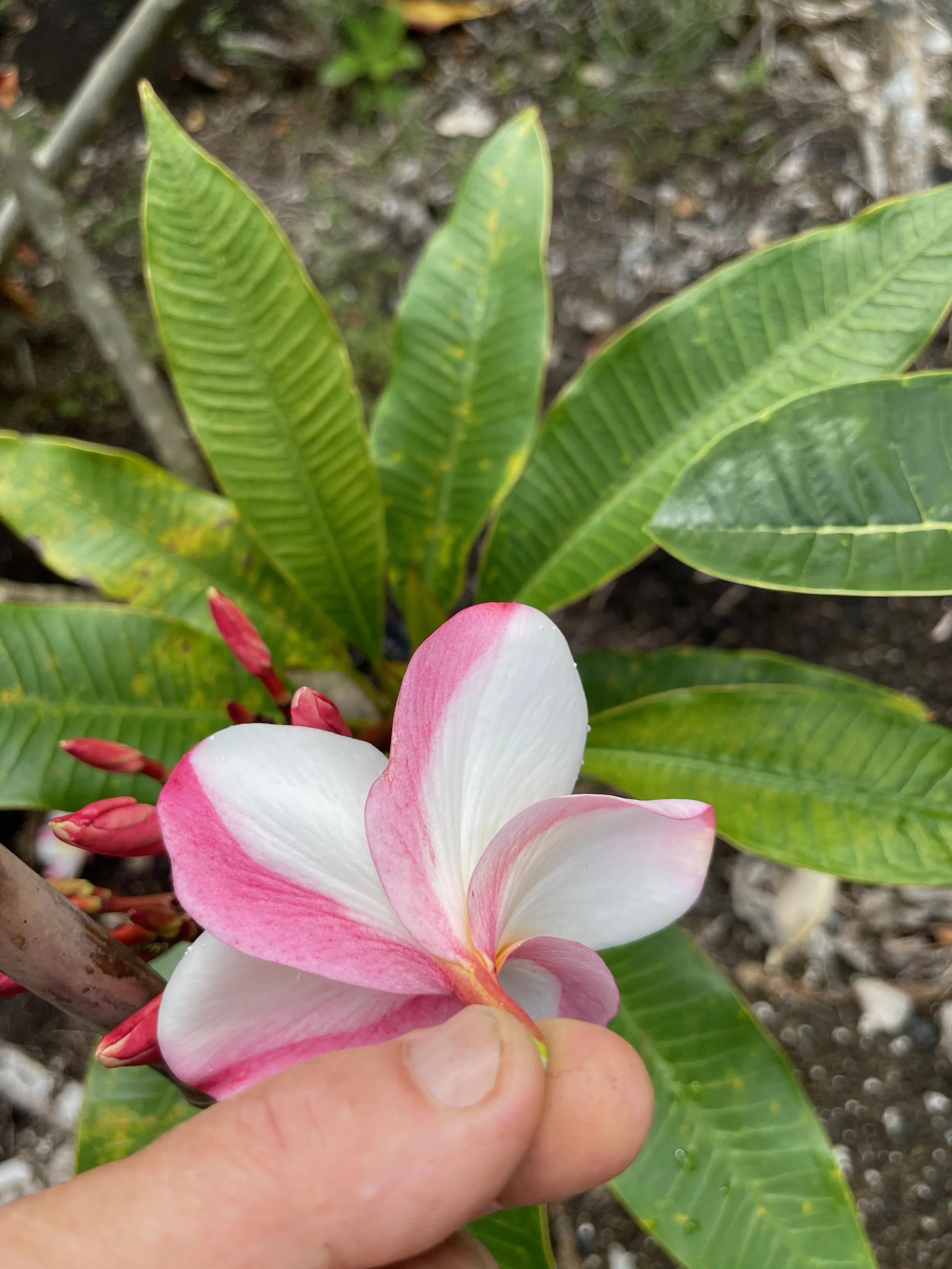 Plumeria obtusa 'Dwarf Singapore Pink' (3).jpeg