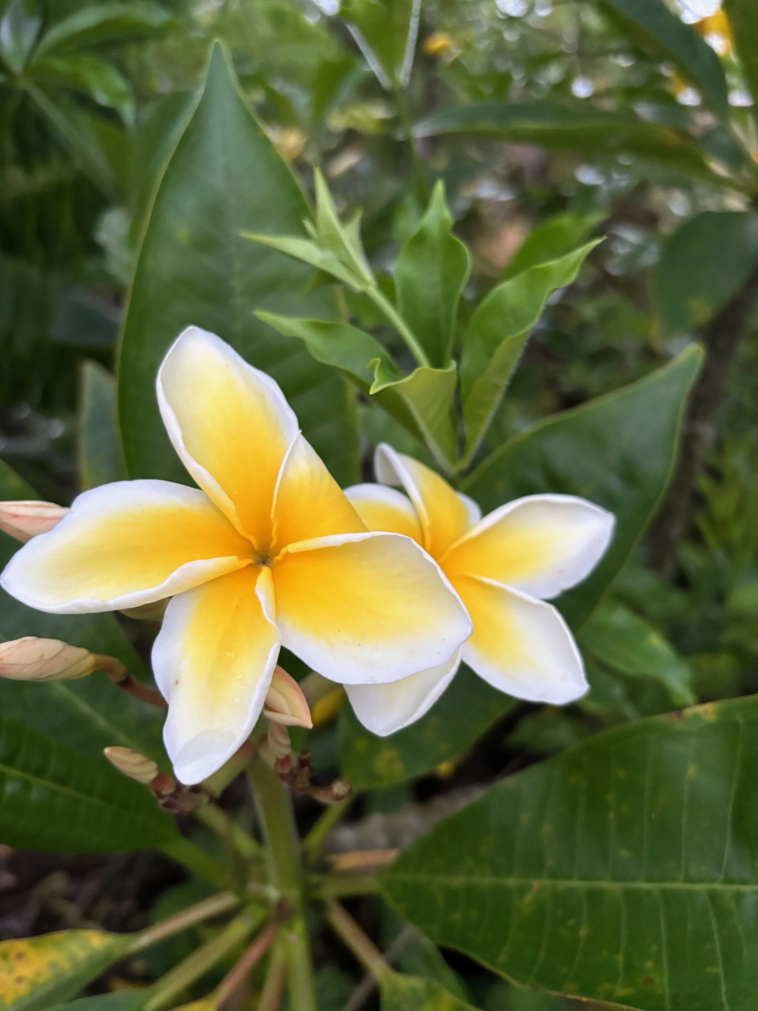 Plumeria rubra 'Celadine’.jpeg