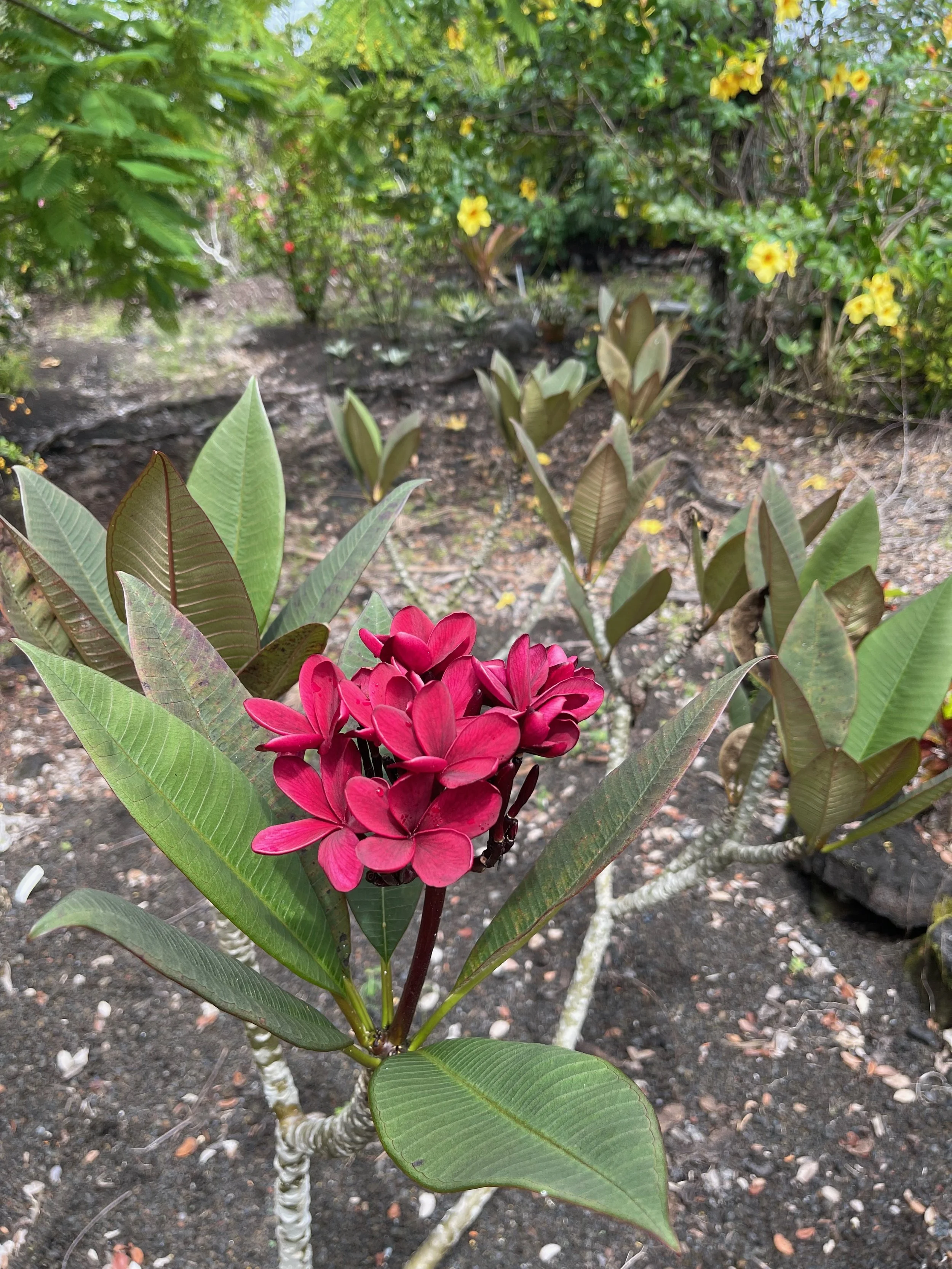 Plumeria rubra 'Dark Red' Scott Pratt (1).jpeg