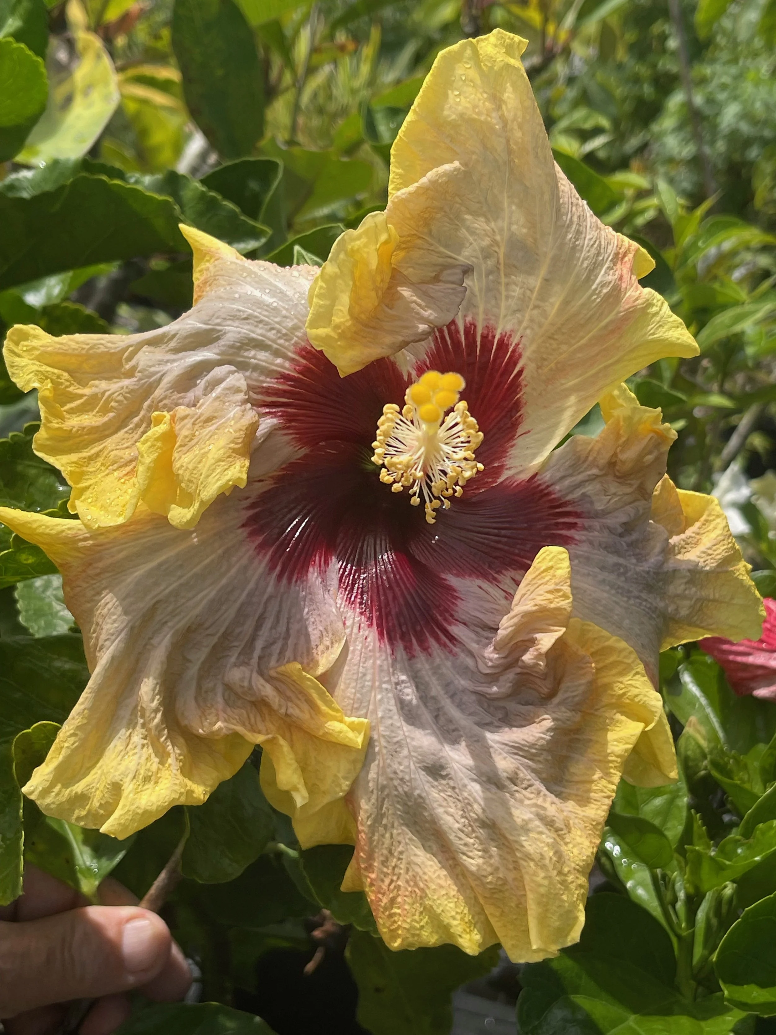 Hibiscus rosa-sinensis 'On Golden Pond' (1).jpeg