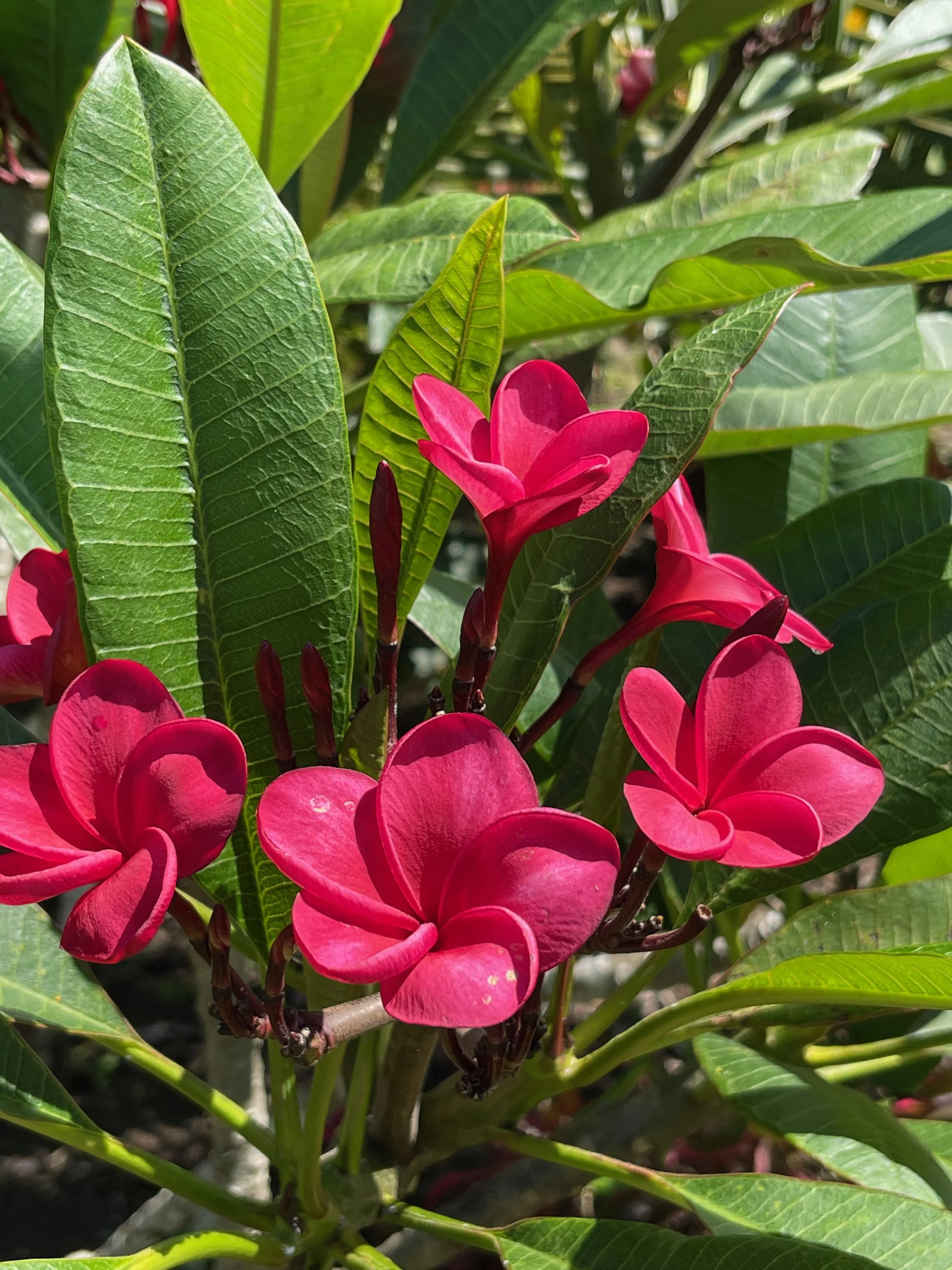 Plumeria rubra 'Donald Angus' (2).jpeg
