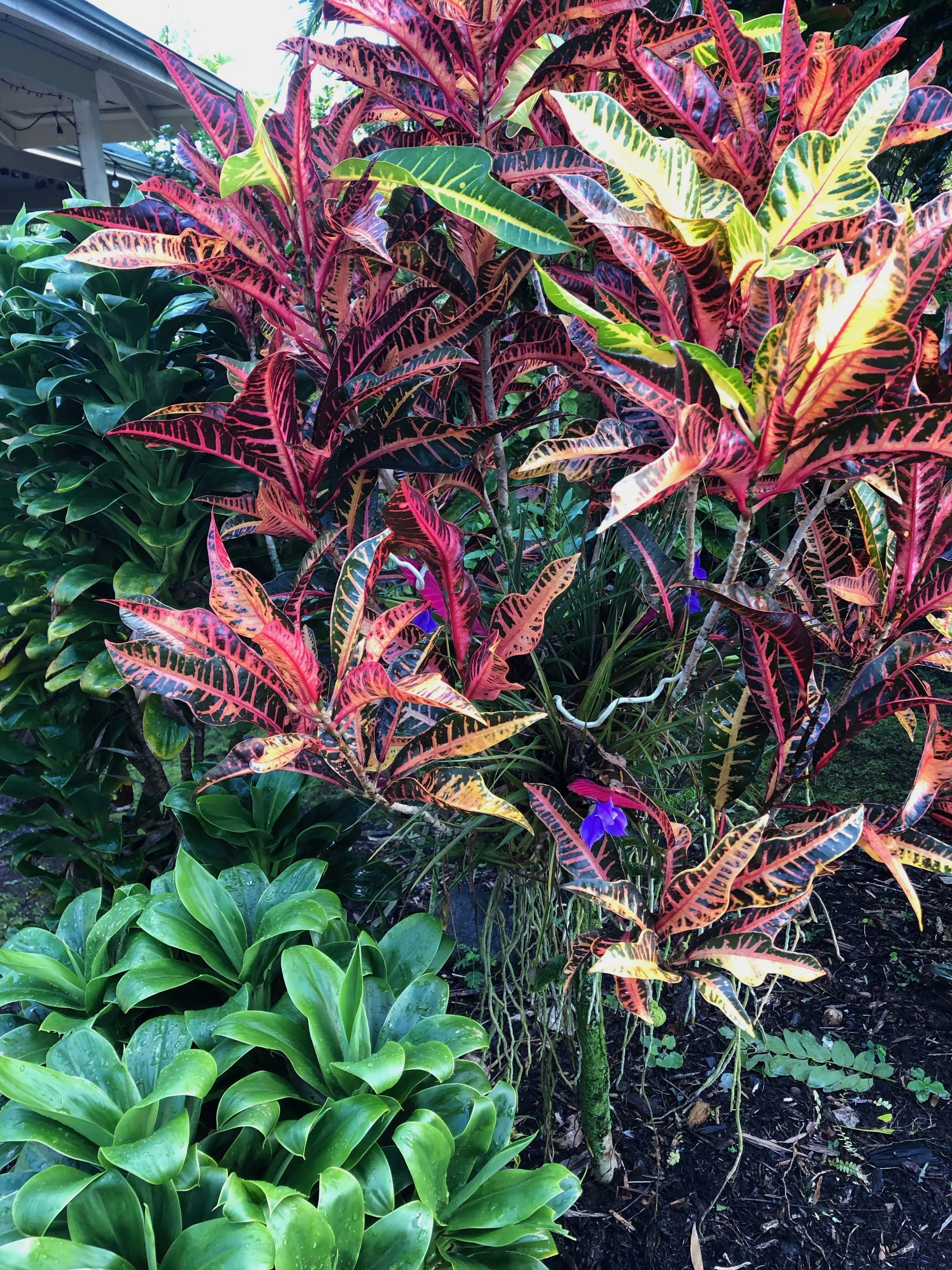 Codiaeum 'Ann Rutherford' (2).jpeg