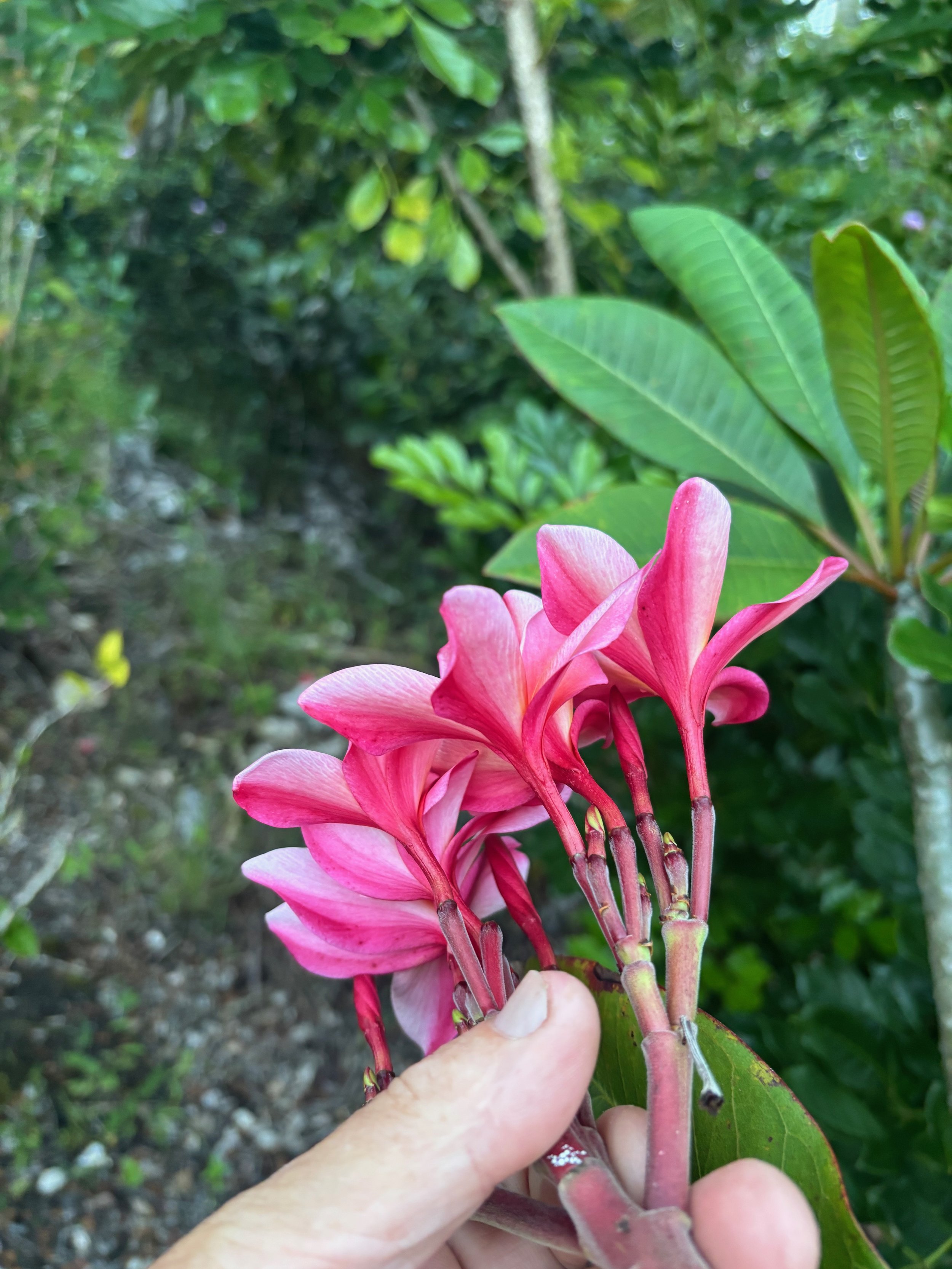 Plumeria rubra 'Dean Conklin' (2).jpeg