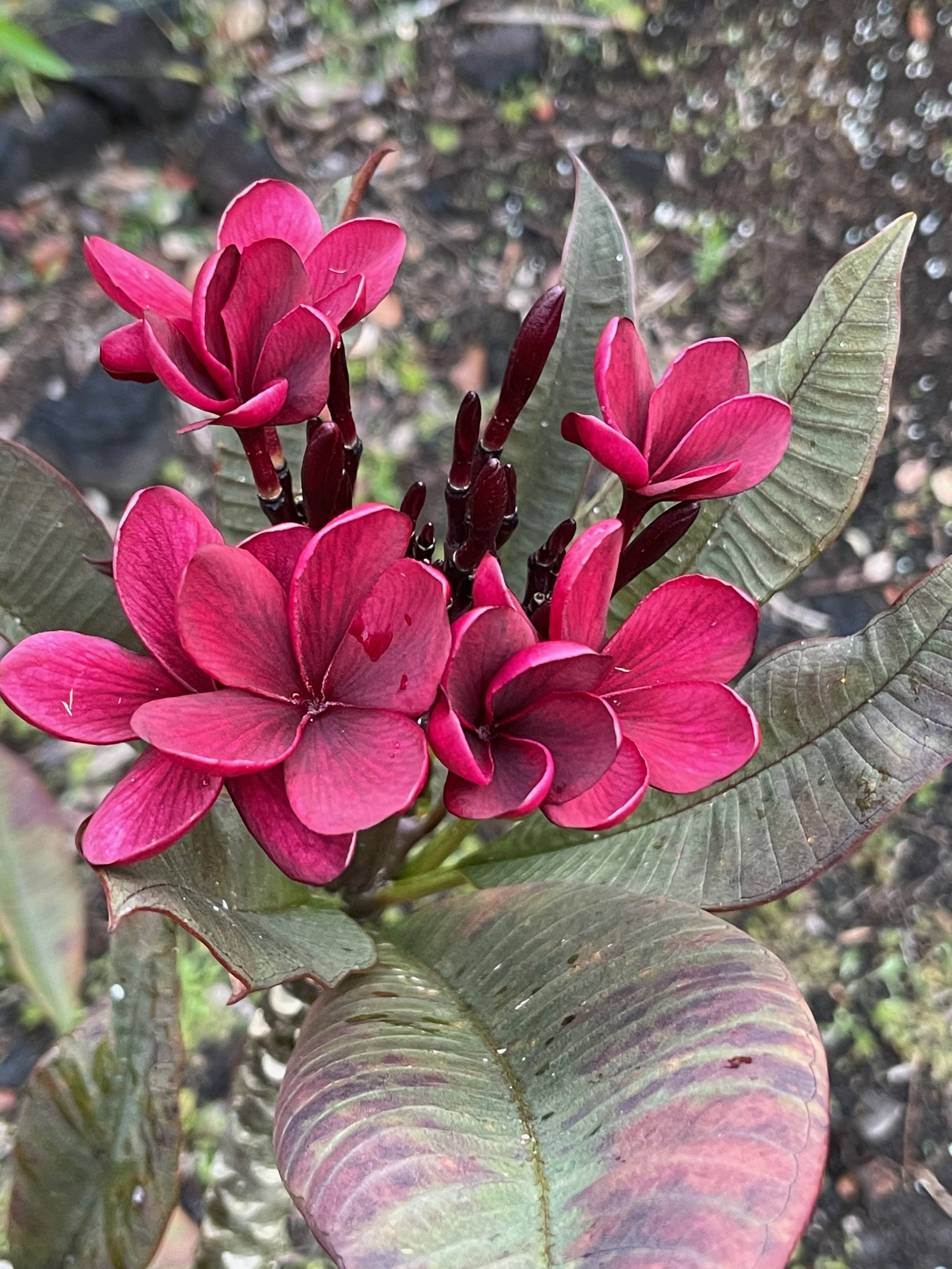 Plumeria rubra 'Dark Red' Scott Pratt (5).jpeg