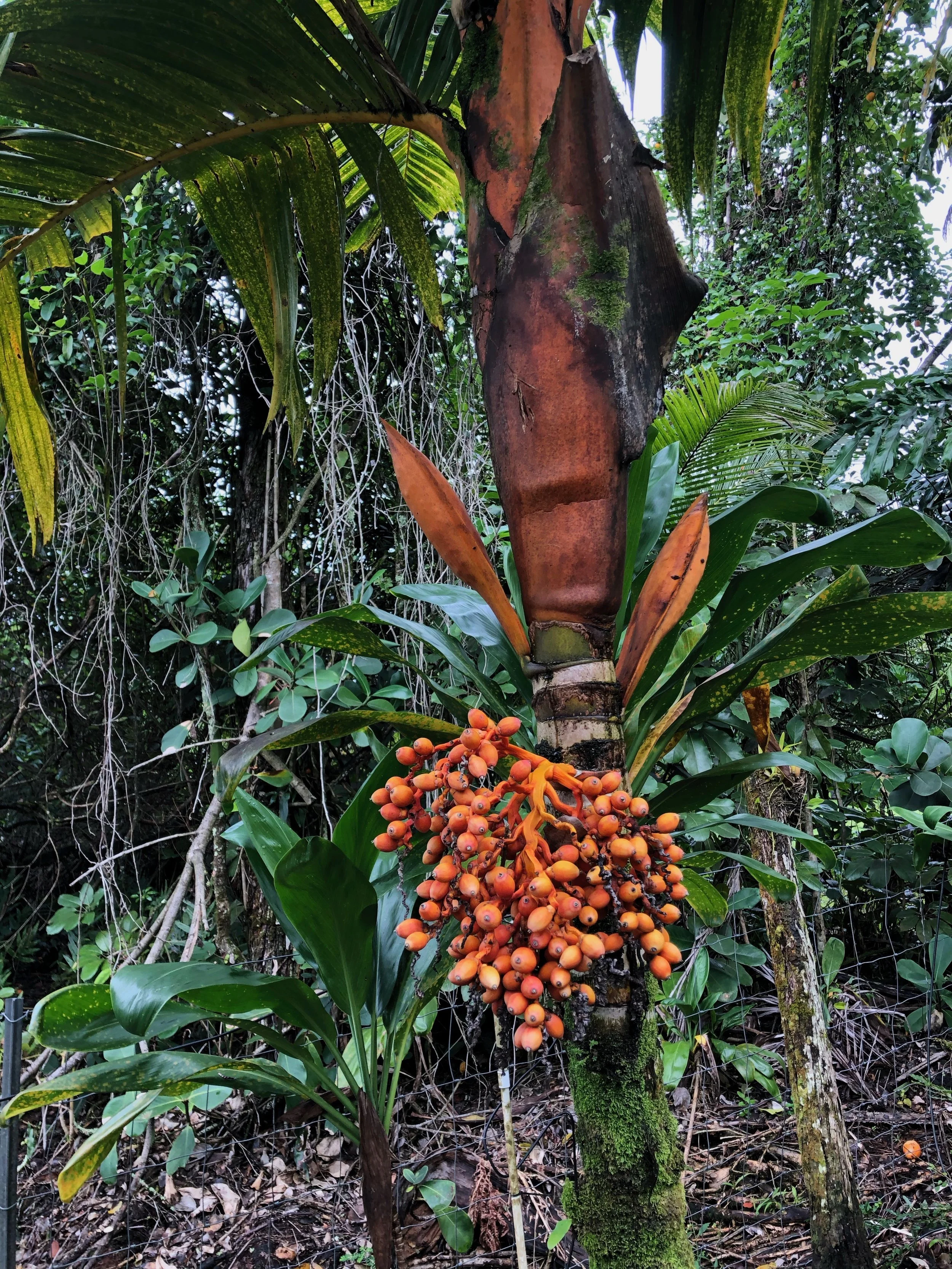 Areca vestiaria (1).jpeg