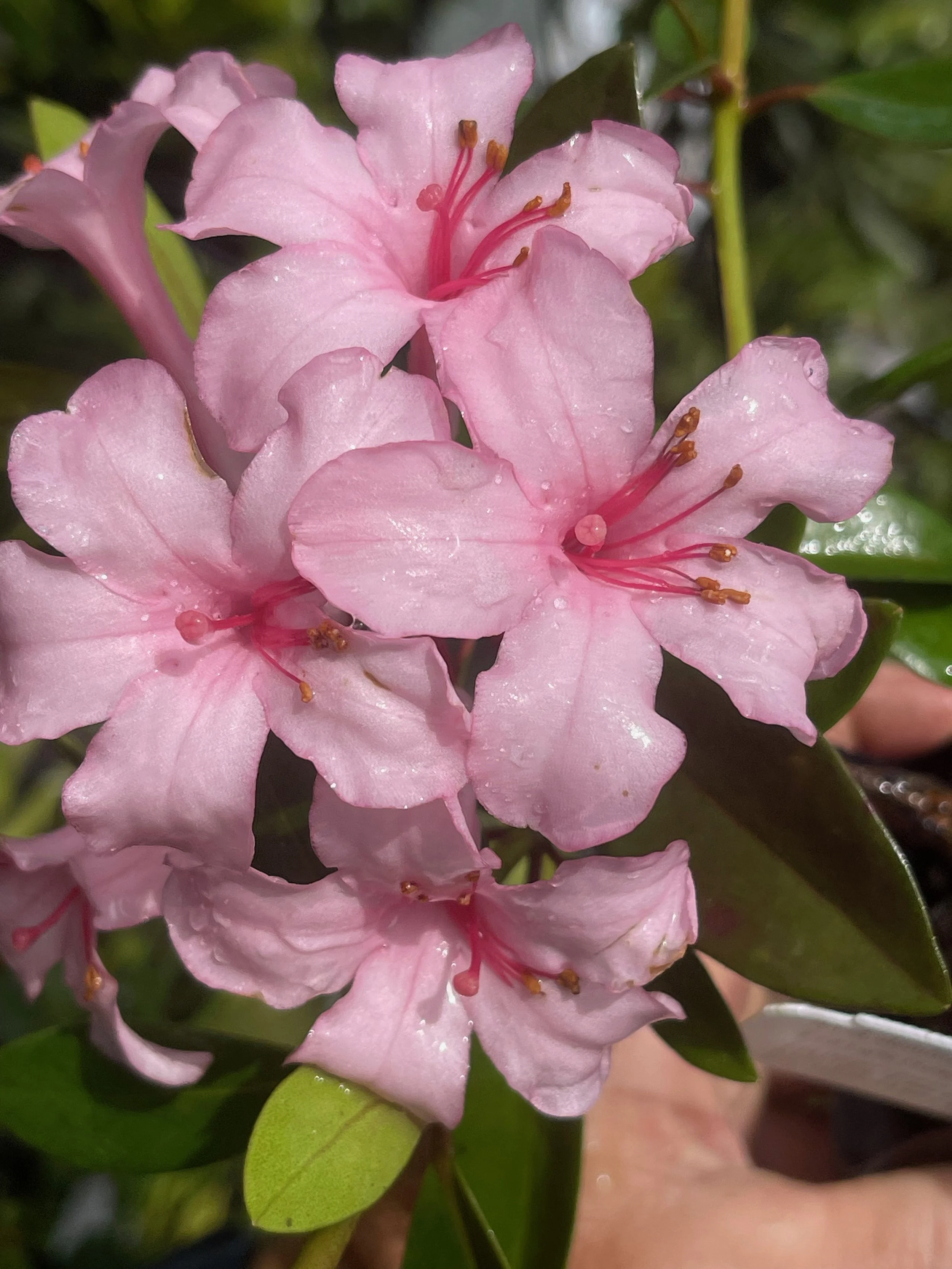 Rhododendron vireya 'First Light' (4).jpeg