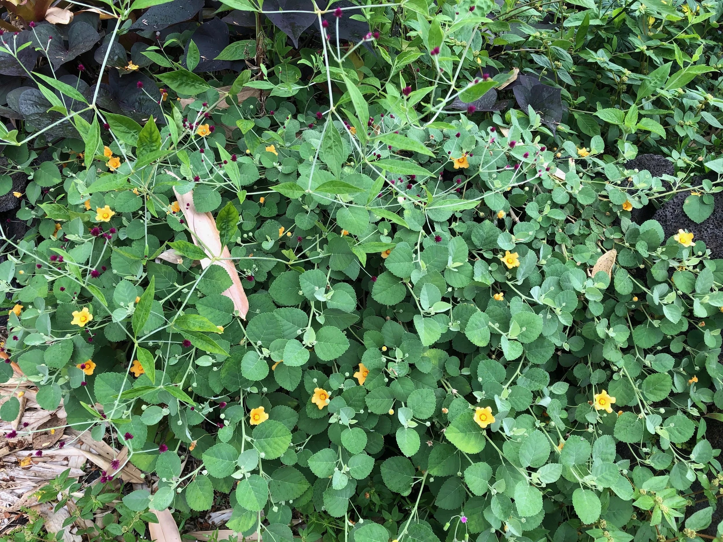 Sida fallax prostrata (3).jpeg