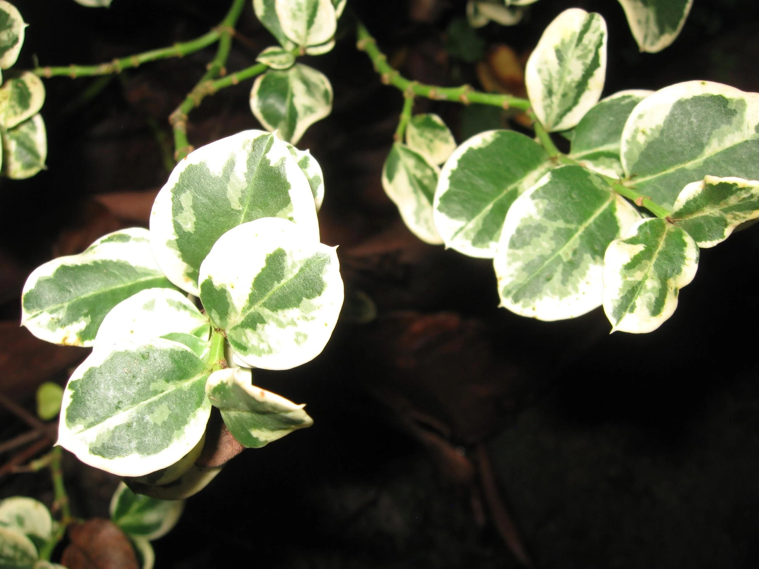 Carissa macrocarpa 'Humphreyi Variegata' (1).jpeg
