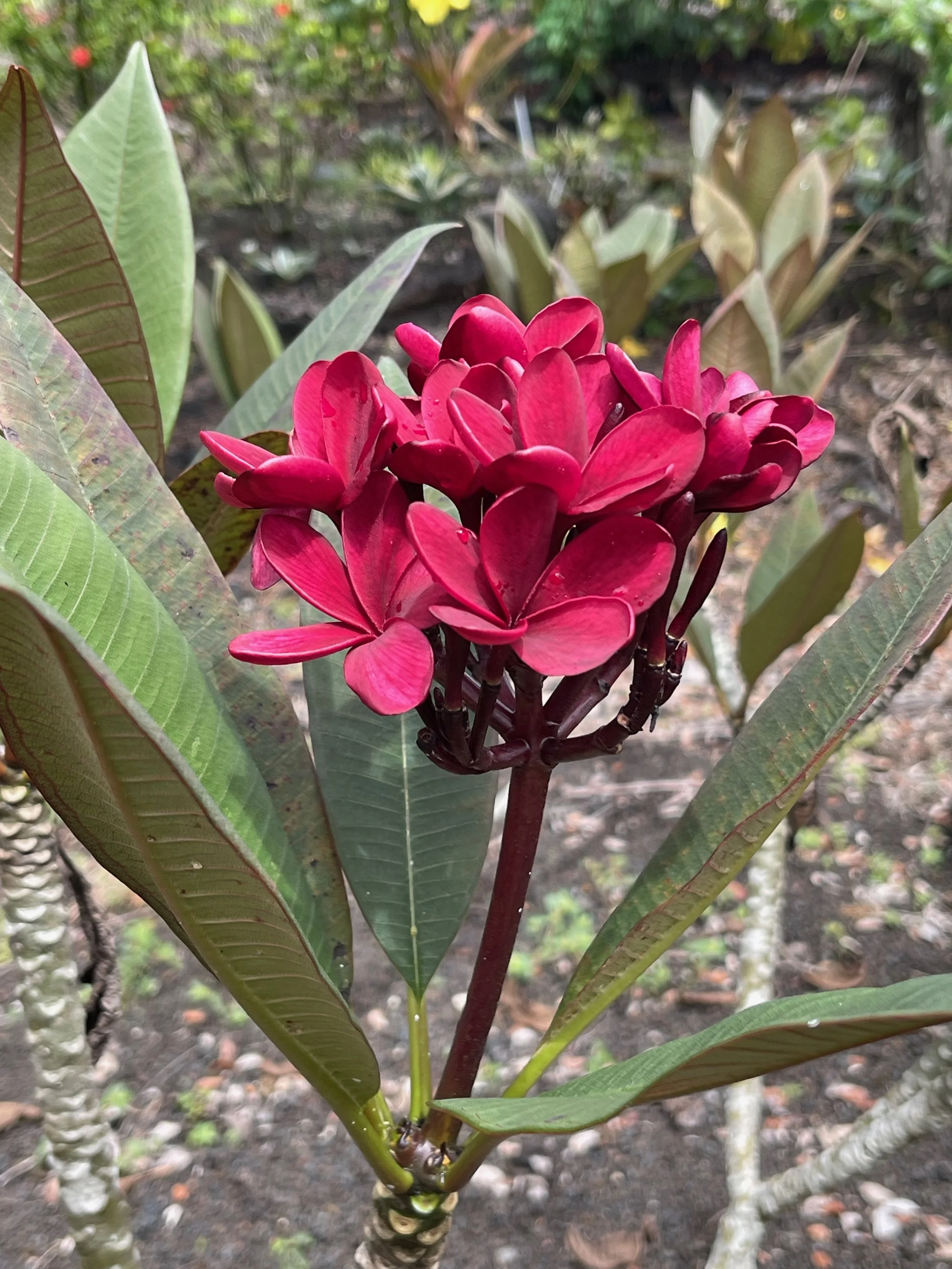 Plumeria rubra 'Dark Red' Scott Pratt (2).jpeg