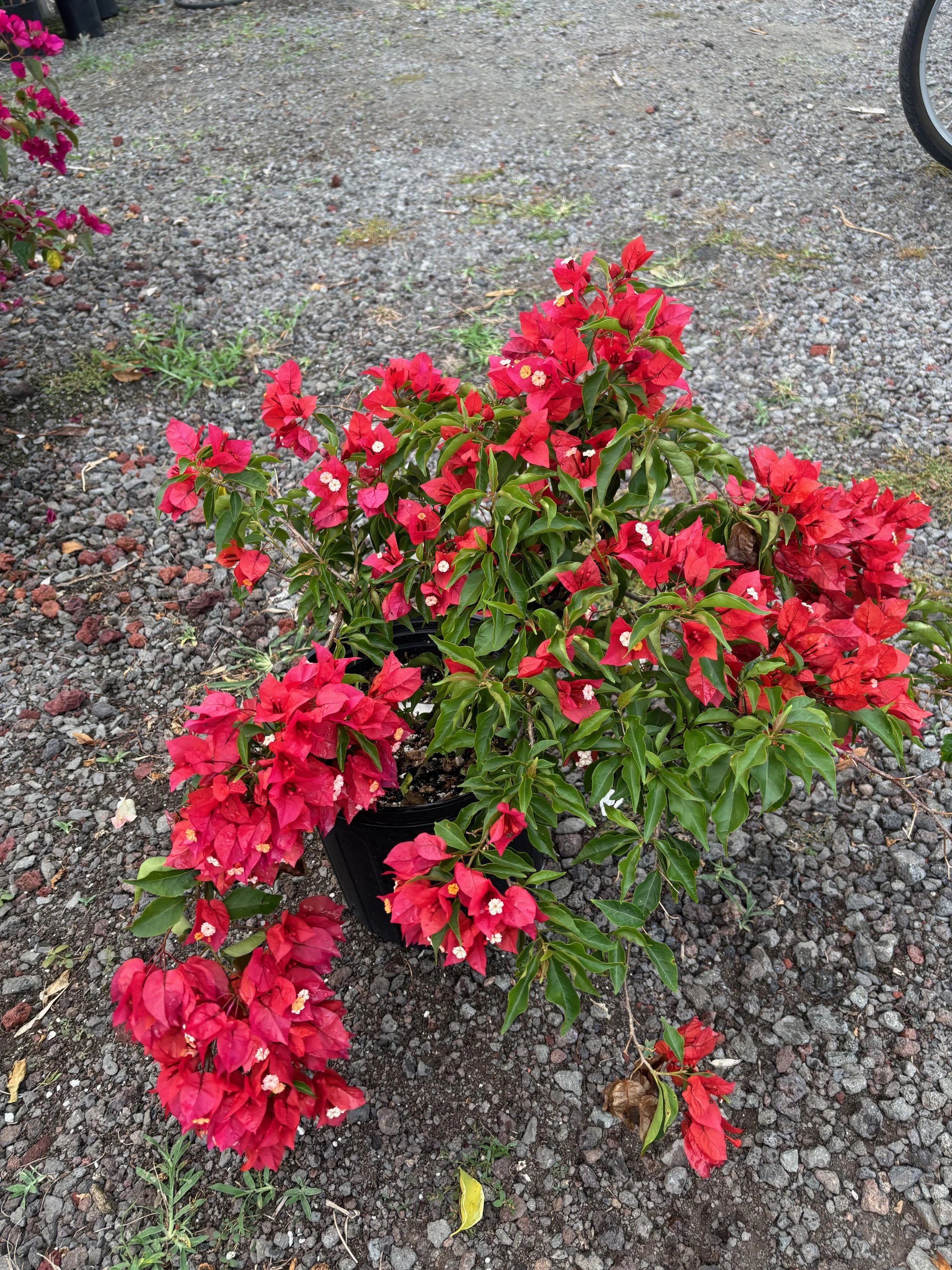 Bougainvillea (Brick Red).jpeg