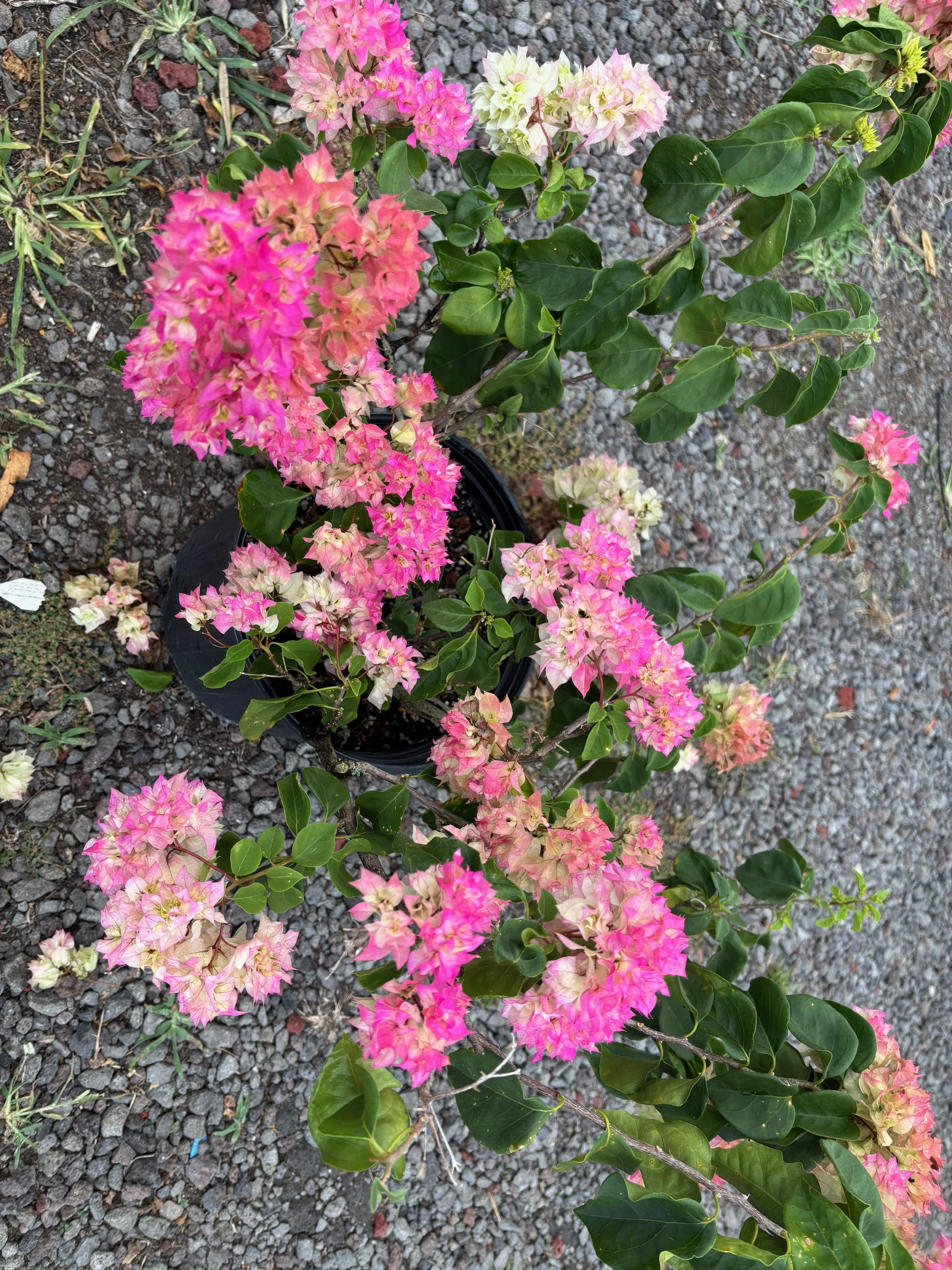 Bougainvillea (Double Pink and White).jpeg