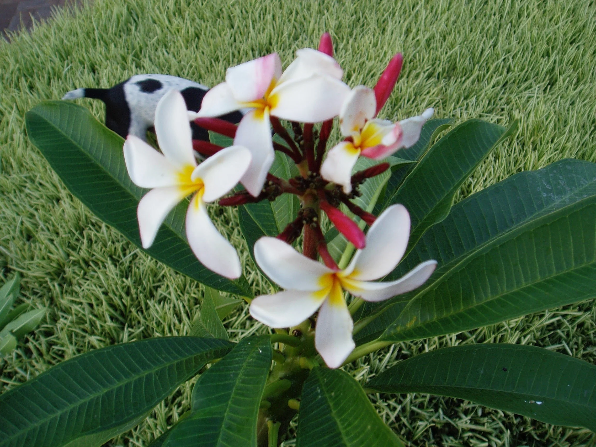 Plumeria rubra ‘Slaughte (1).jpeg