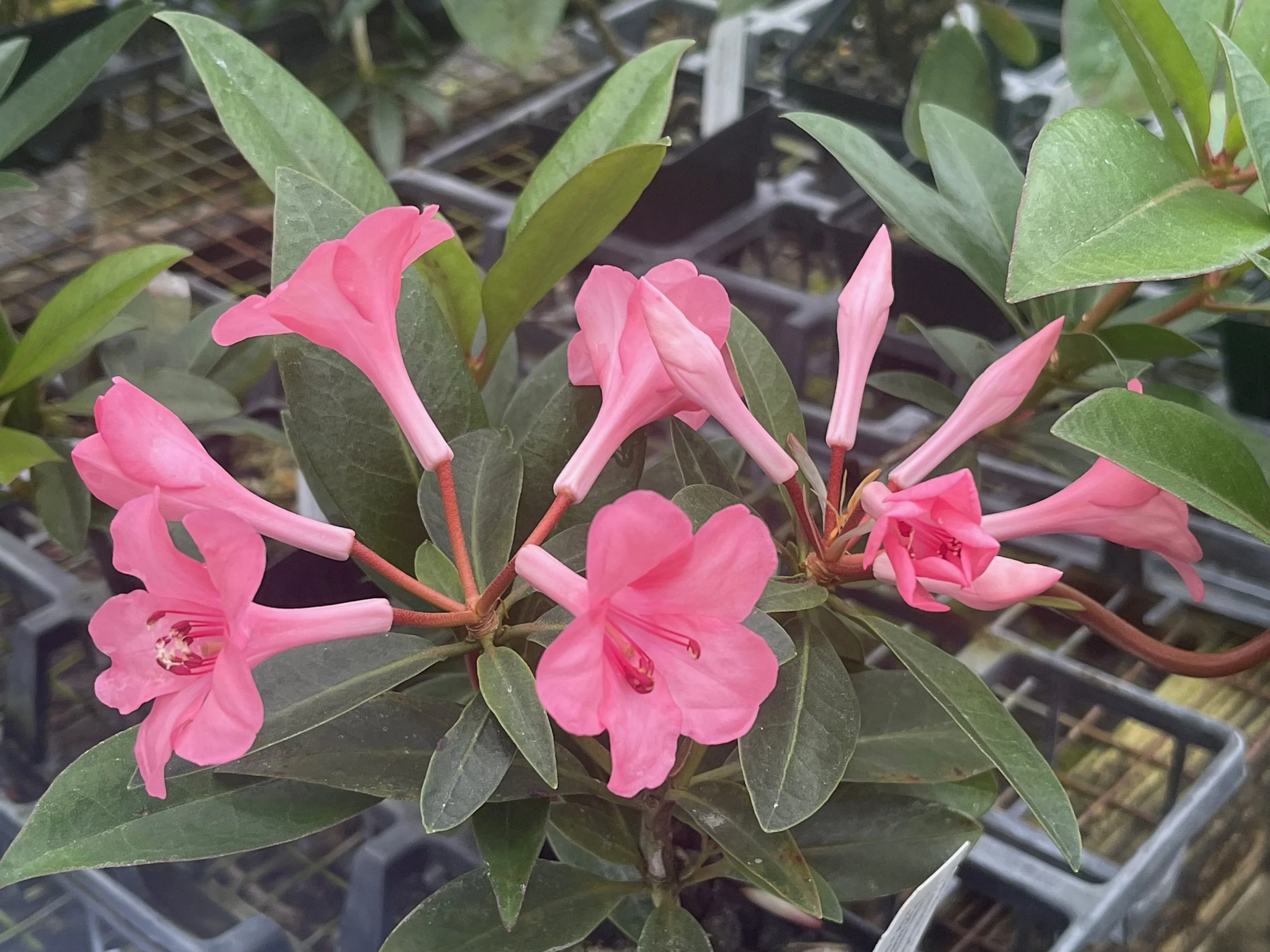 Rhododendron vireya 'Tylorii'.jpeg