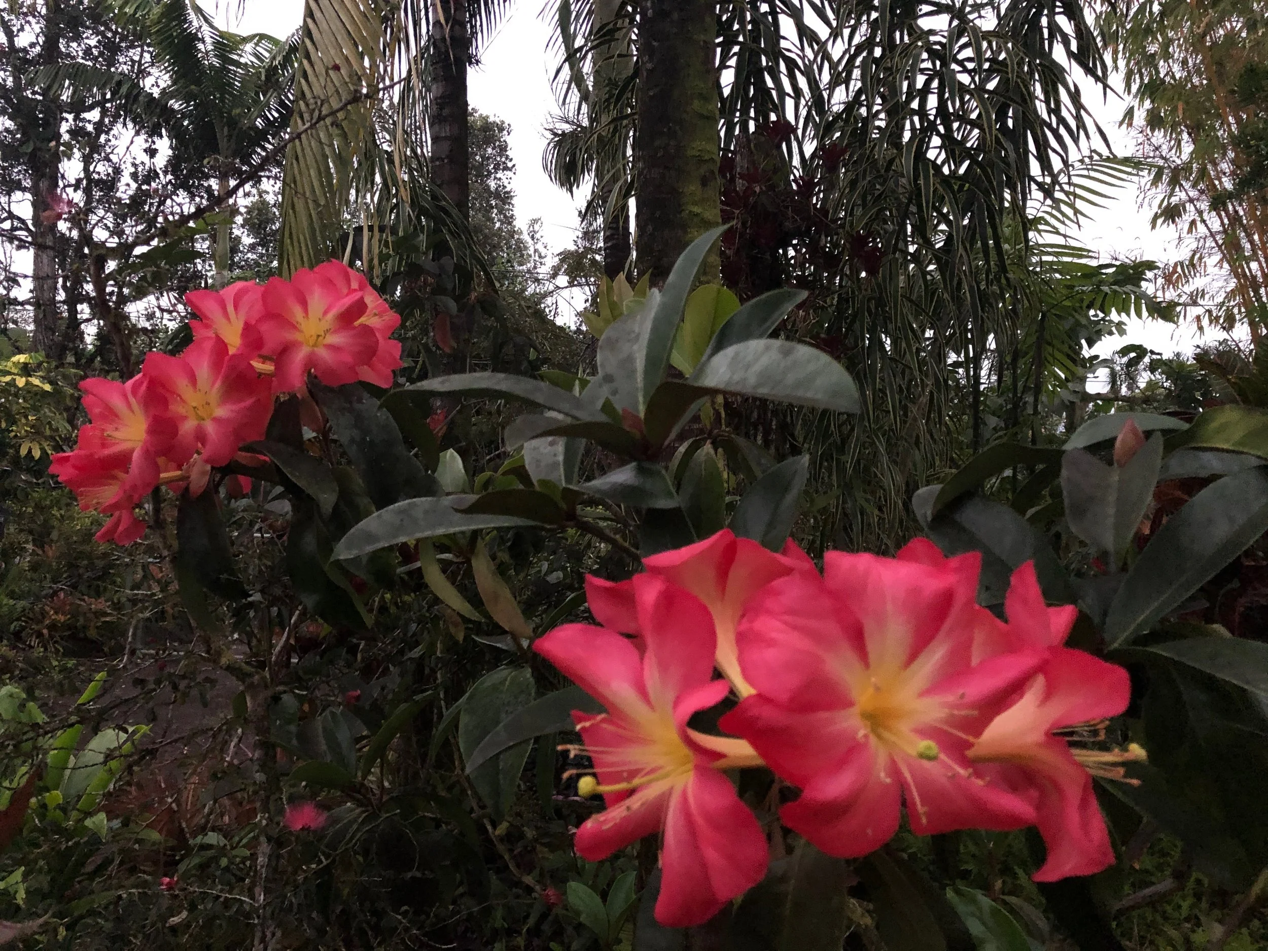 Rhododendron vireya 'Pink Pazazz'.jpeg