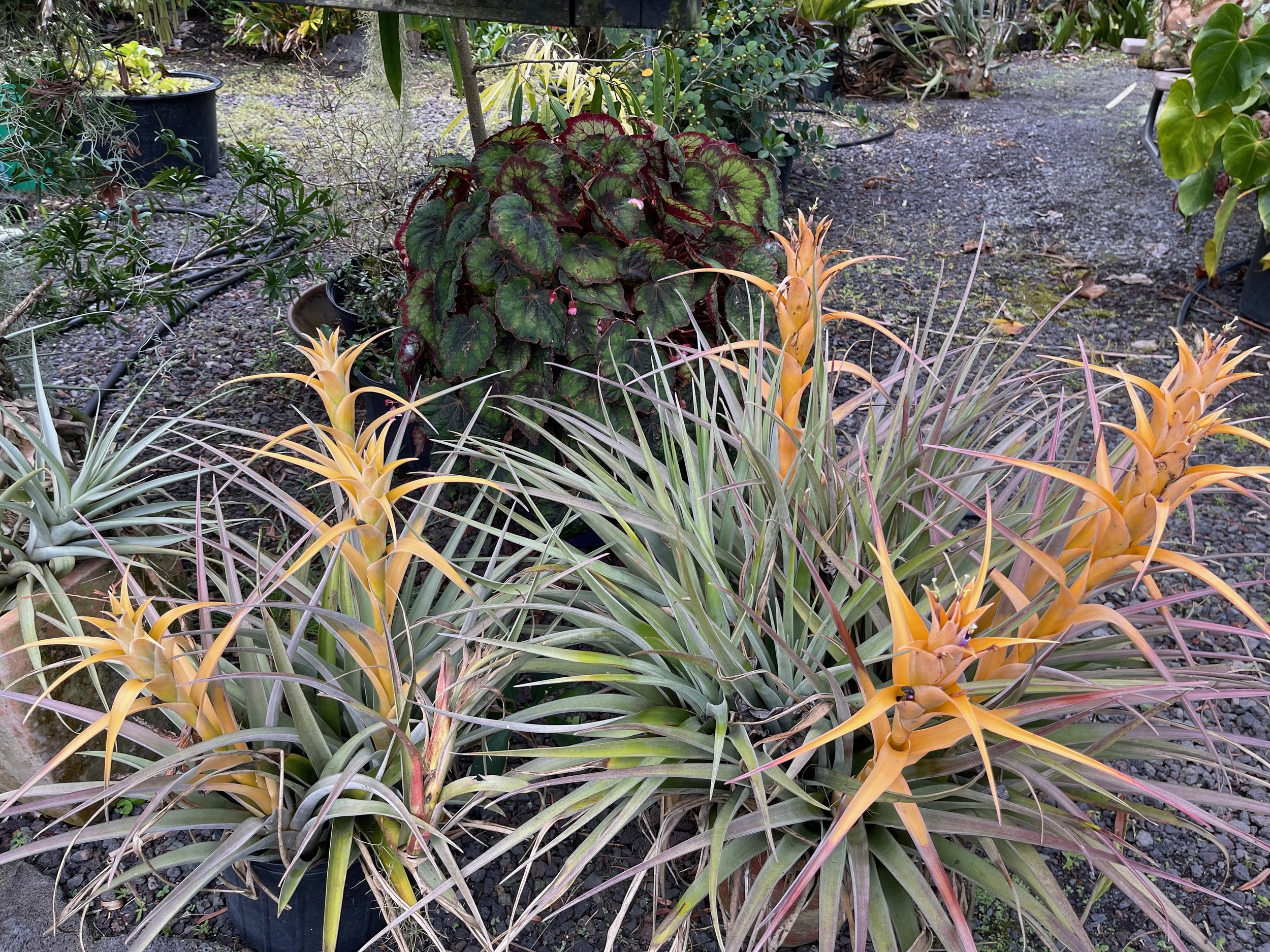 Tillandsia capitata (yellow form) (3).jpeg