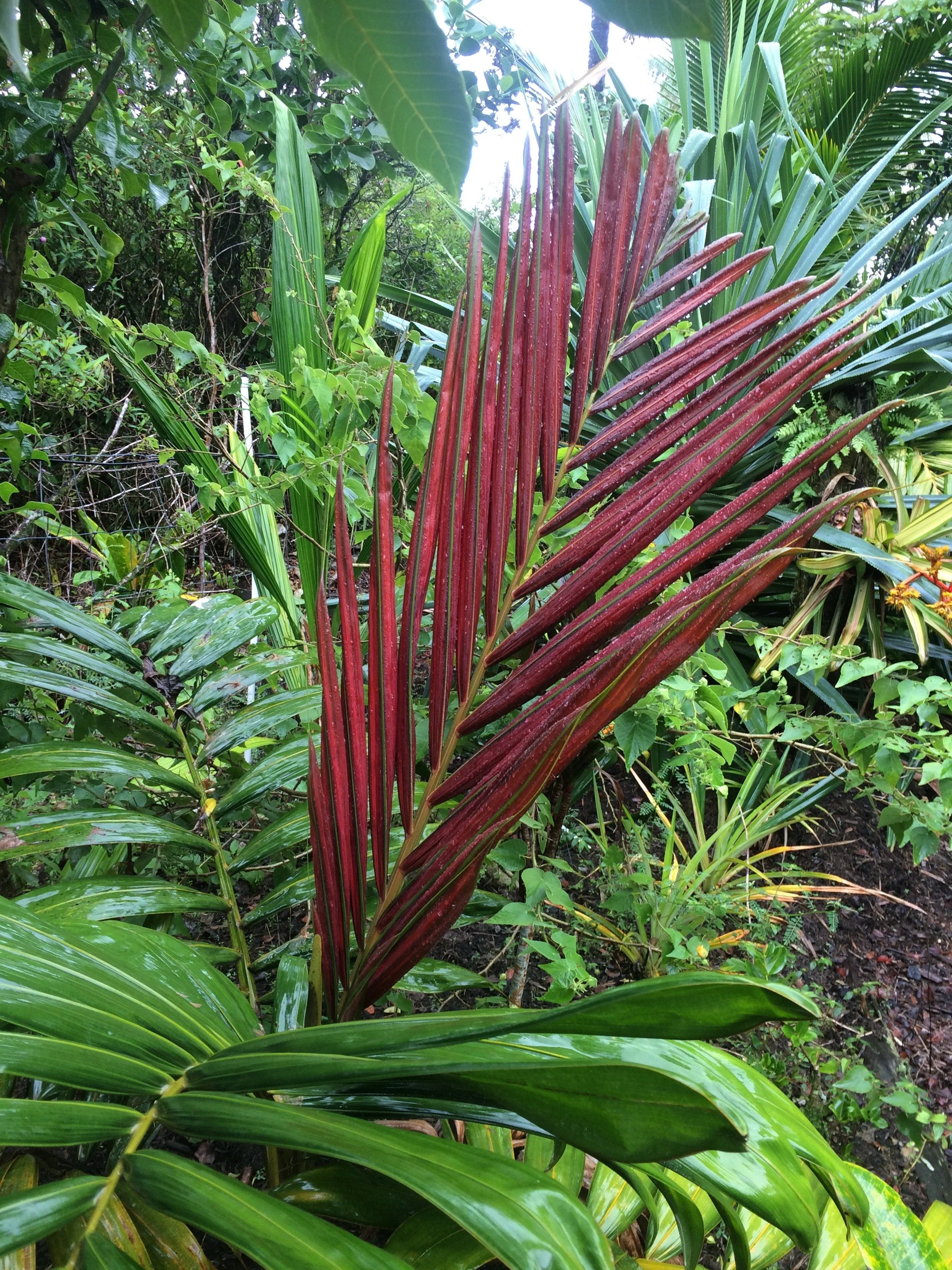 Chambreyonia macrocarpa (3).jpeg