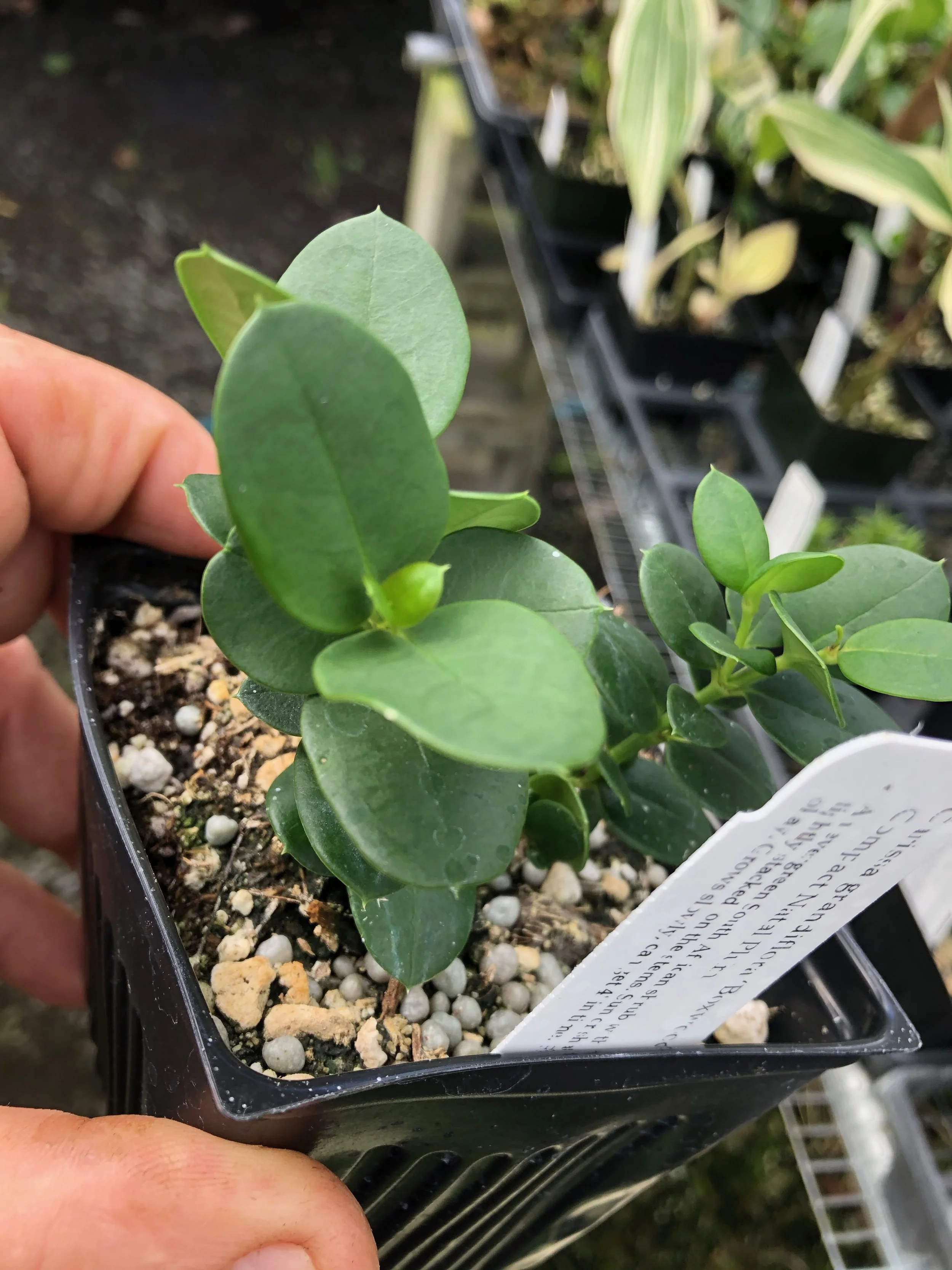 Carissa grandiflora ‘Boxwood Beauty’ (2).jpeg